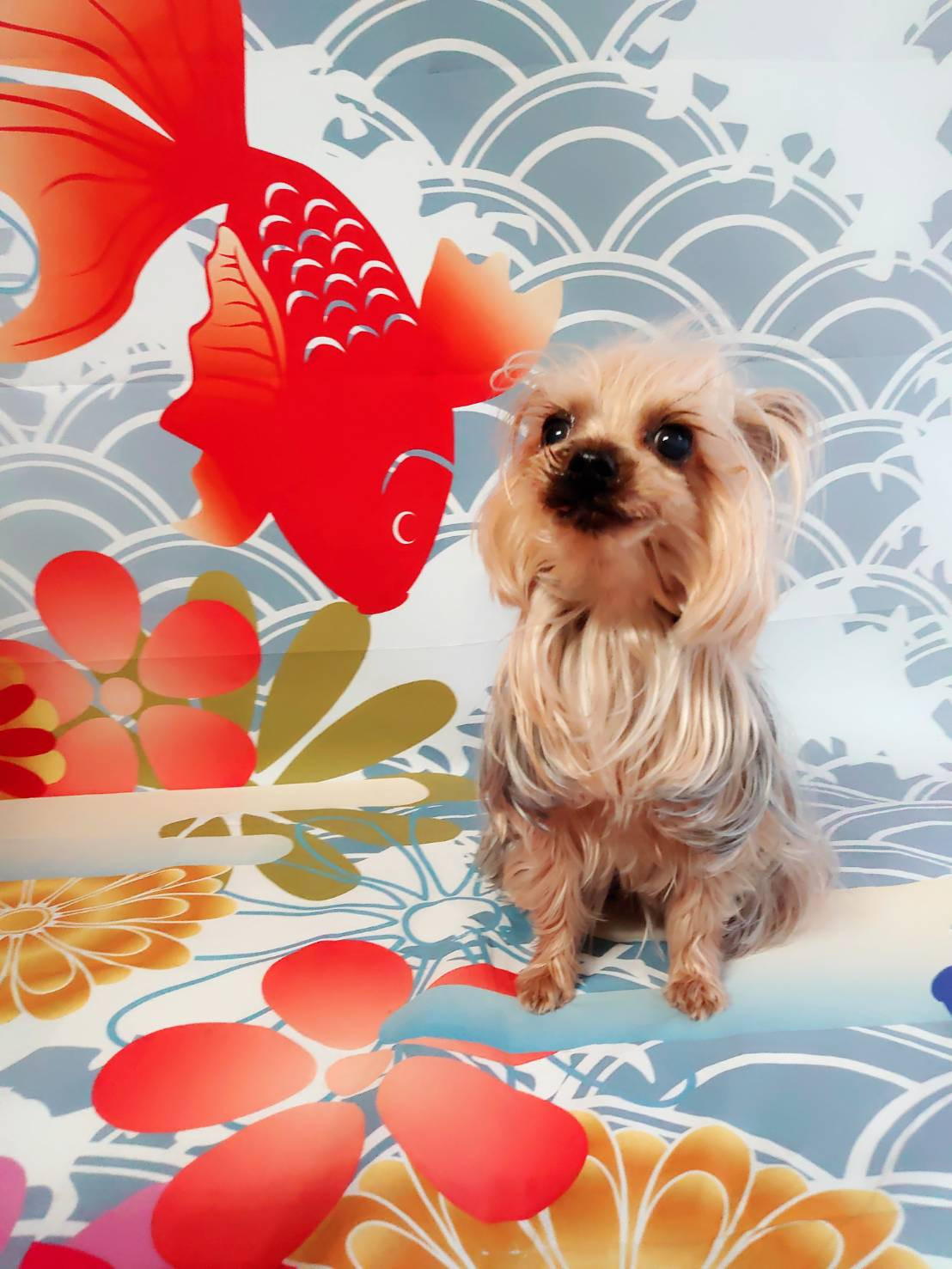 ヨーキーのゆずちゃん お爪切り