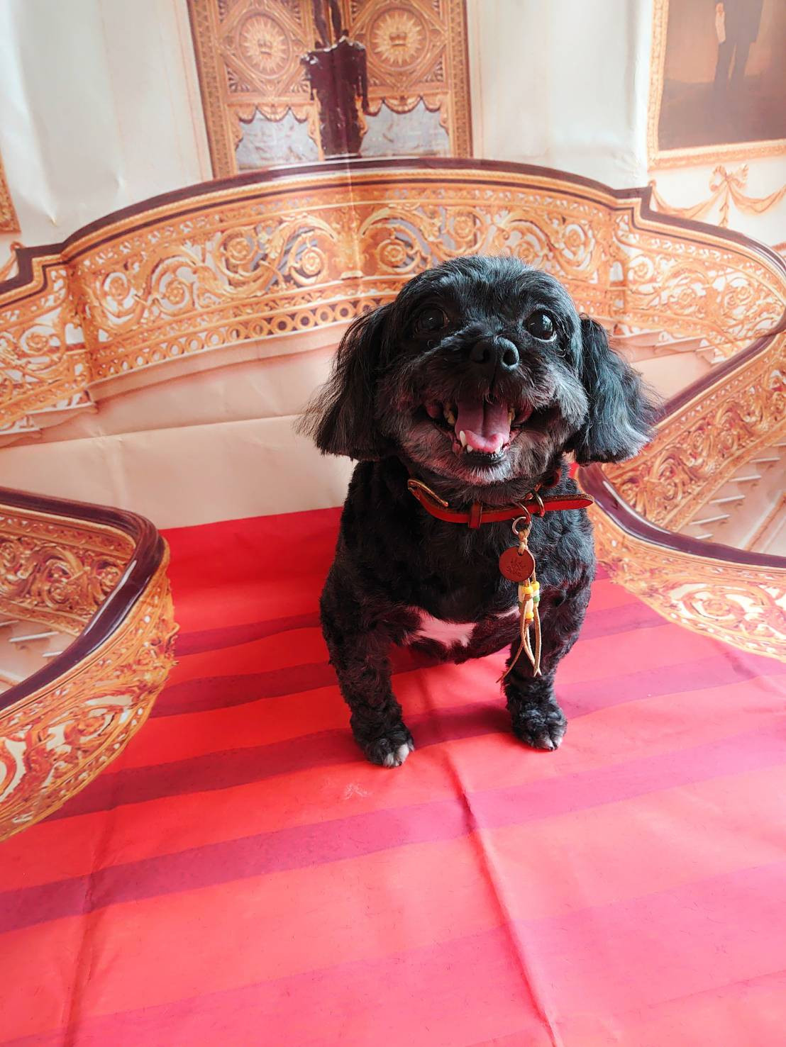 MIXのボリスちゃん&プードルのポップルちゃん ・・リミングコース