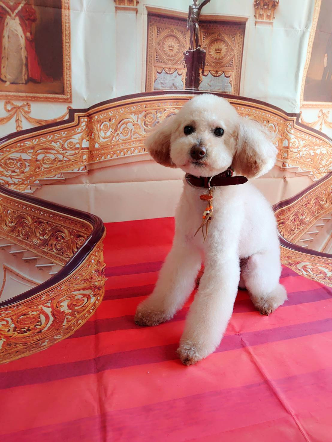 MIXのボリスちゃん&プードルのポップルちゃん ・・リミングコース