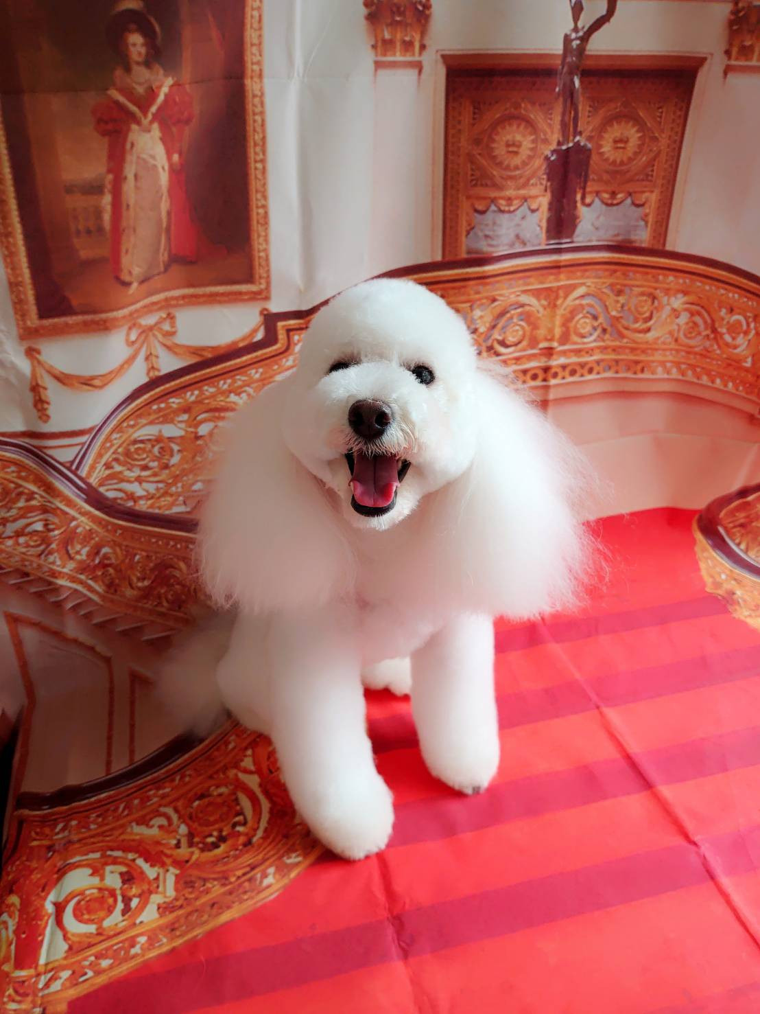 プードルの詩乃ちゃん トリミングコース