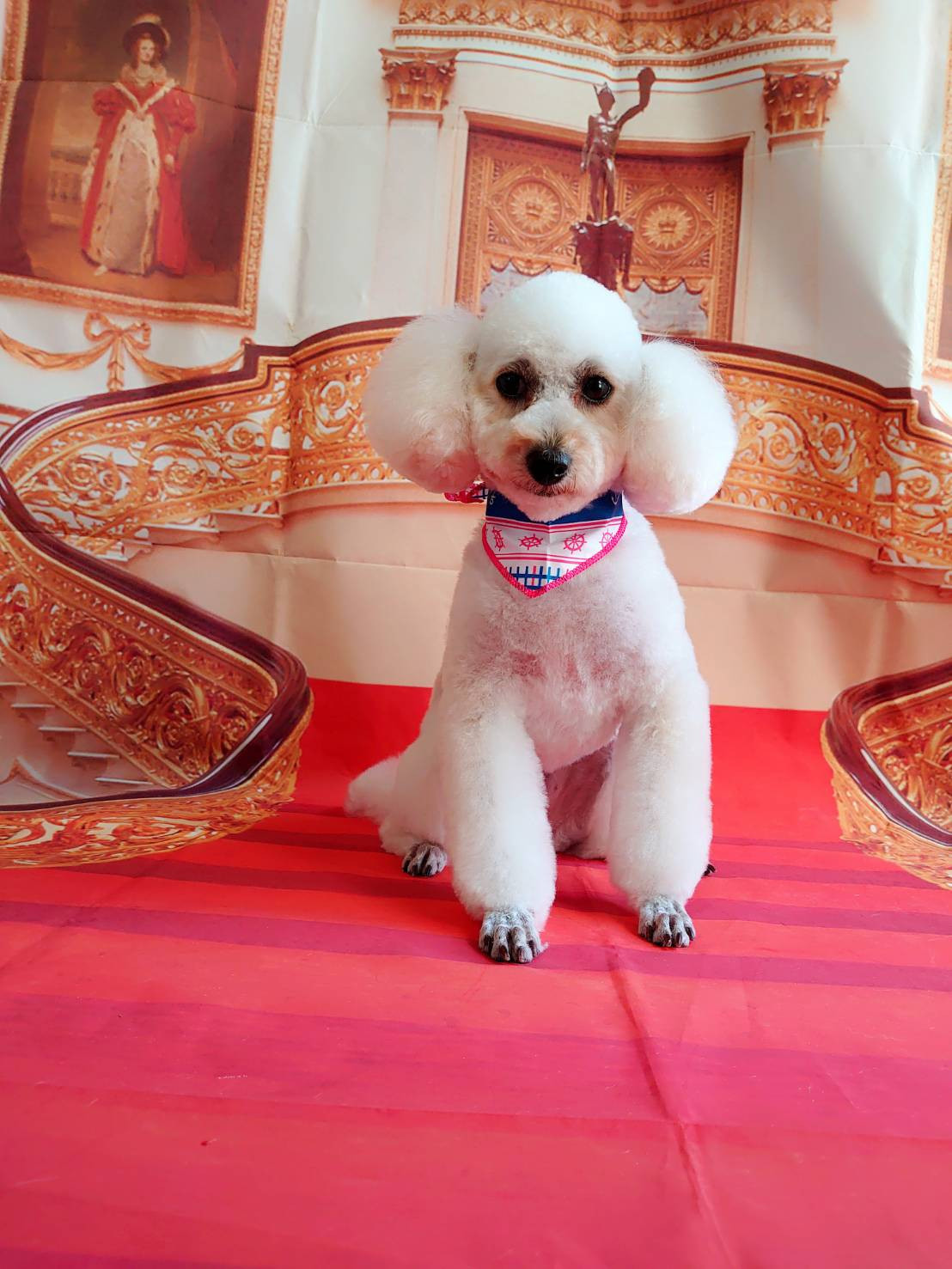 プードルのきなこちゃん トリミングコース