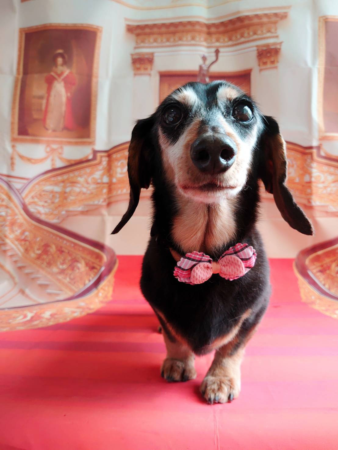 ダックスのりくちゃん グルーミングコース