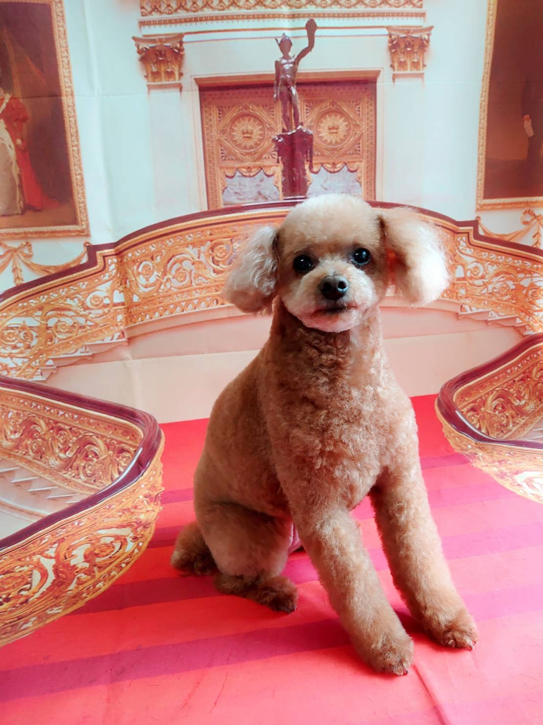 プードルのハルちゃん トリミングコース