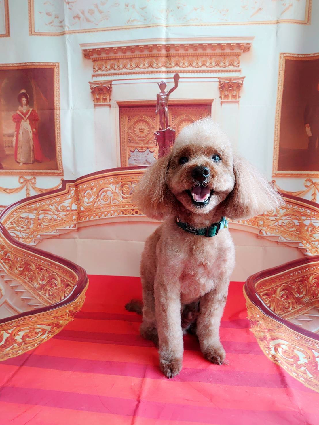 プードルのマロンちゃん トリミングコ ース