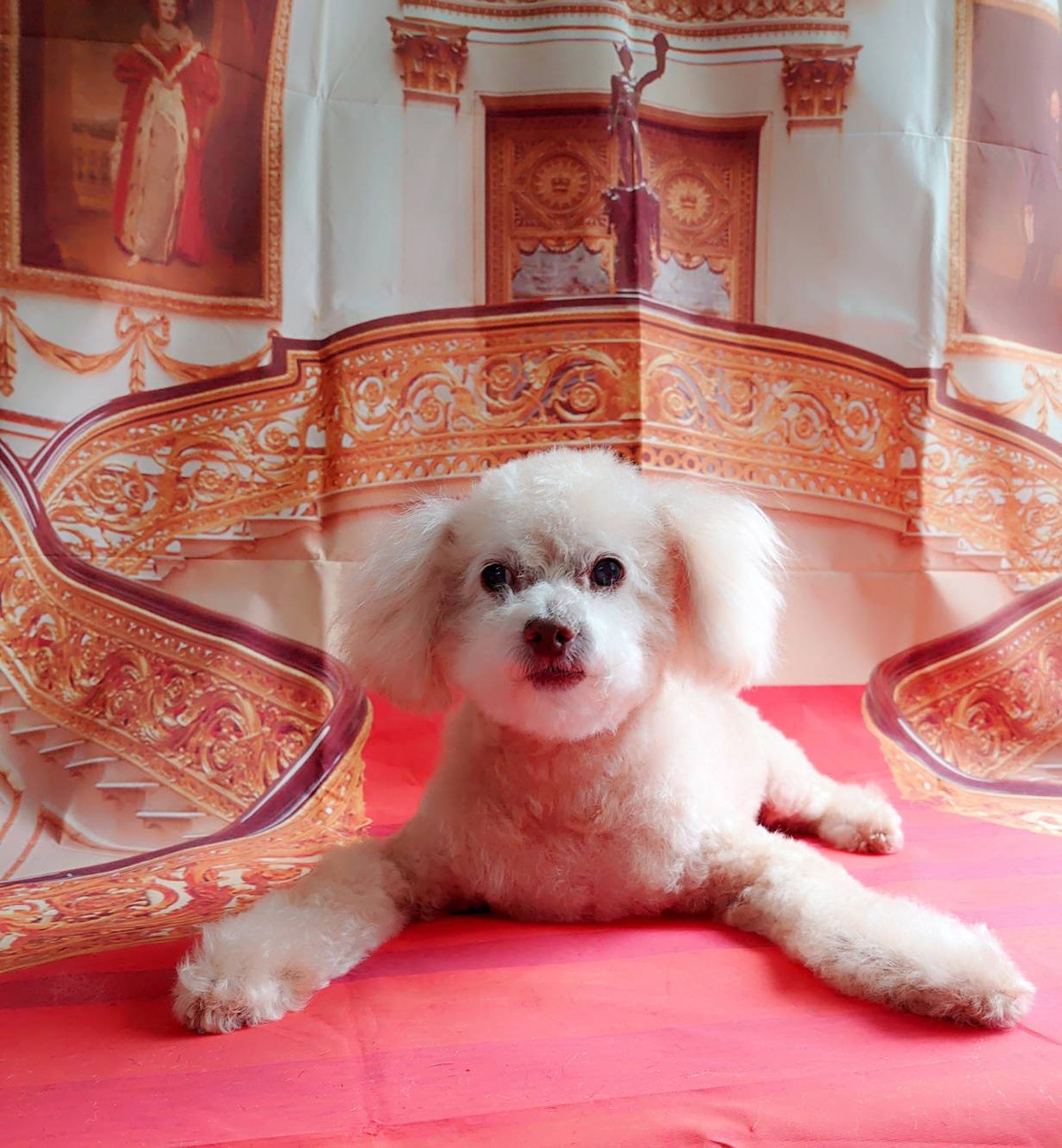 プードルのマロンちゃん シャンプーコース