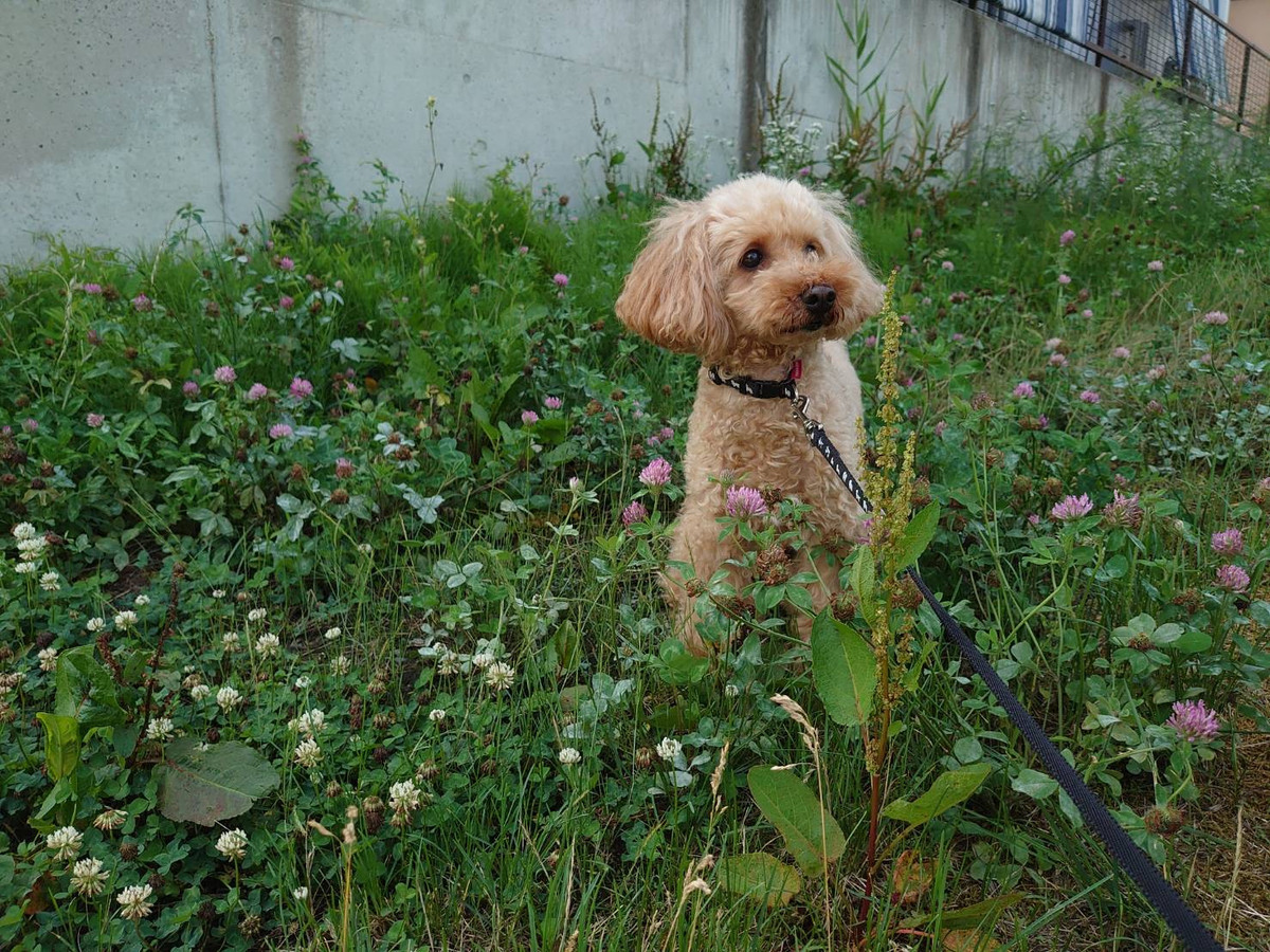 プードルの花ちゃん&空ちゃん&ももちゃん&みかんちゃん お泊まりの様子