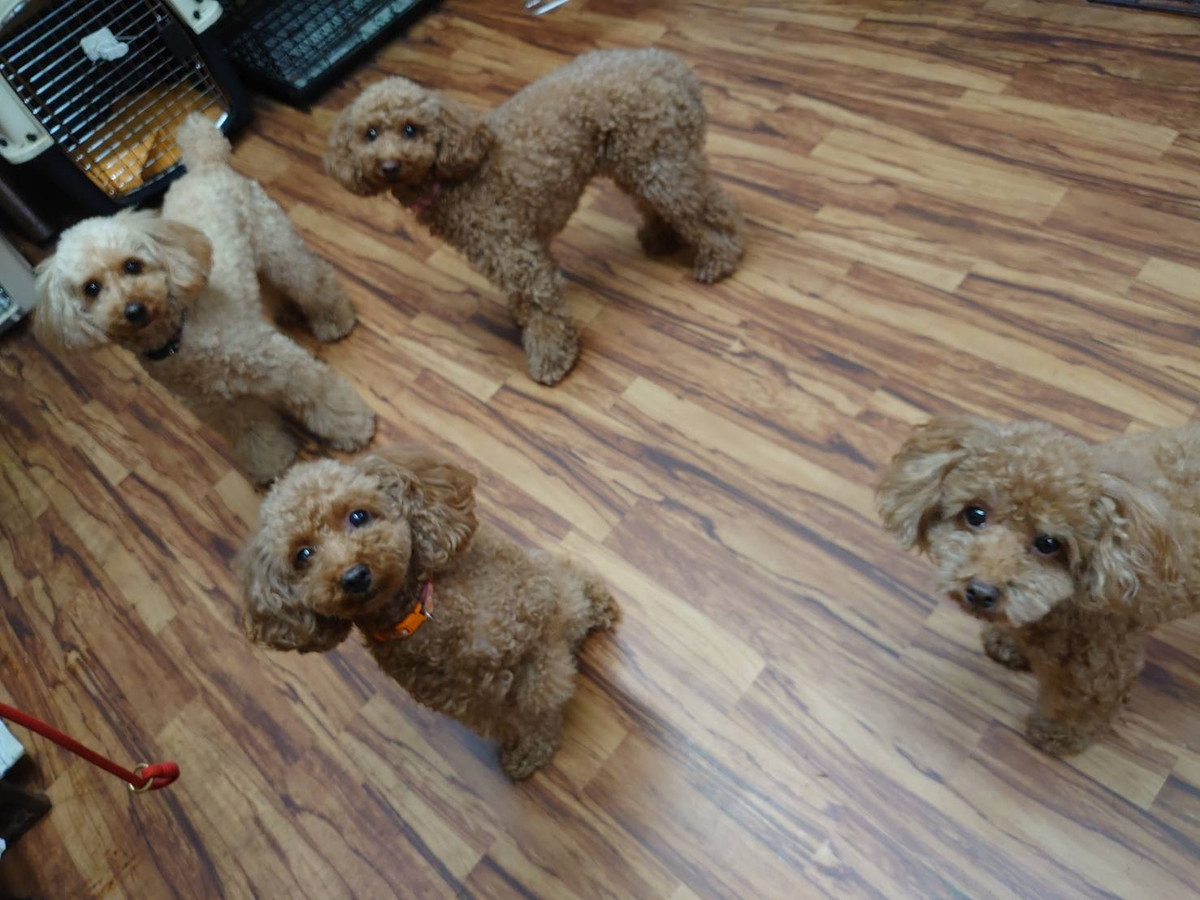 プードルの花ちゃん&空ちゃん&ももちゃん&みかんちゃん お泊まりの様子