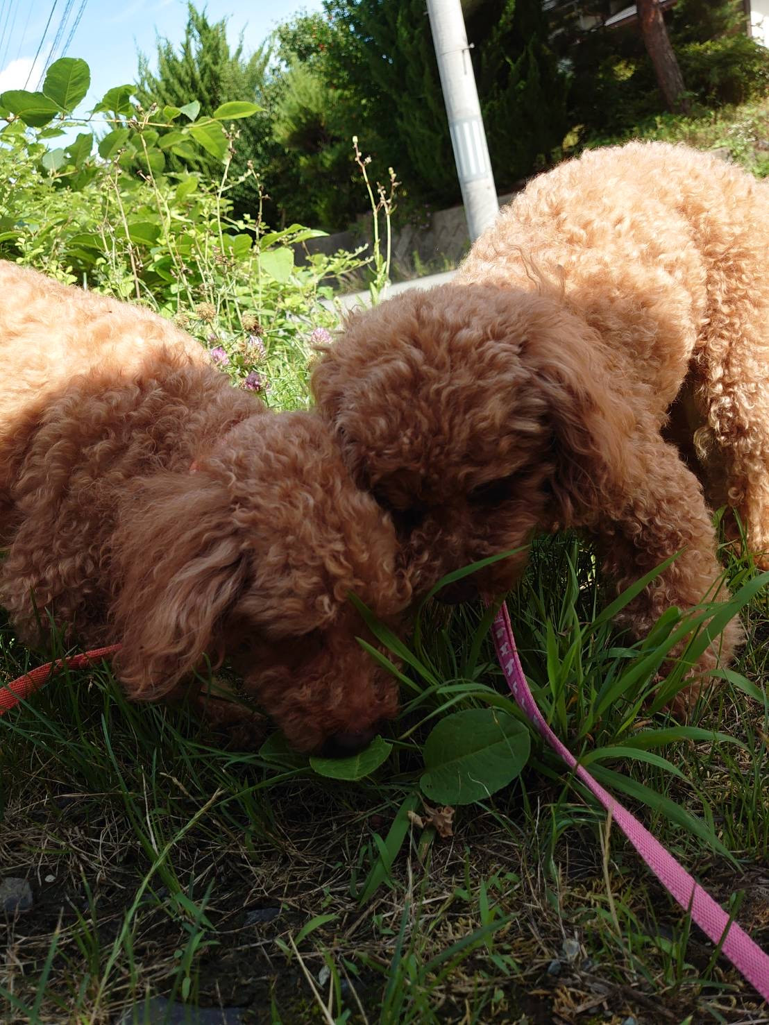 プードルの花ちゃん&空ちゃん&ももちゃん&みかんちゃん お泊まりの様子