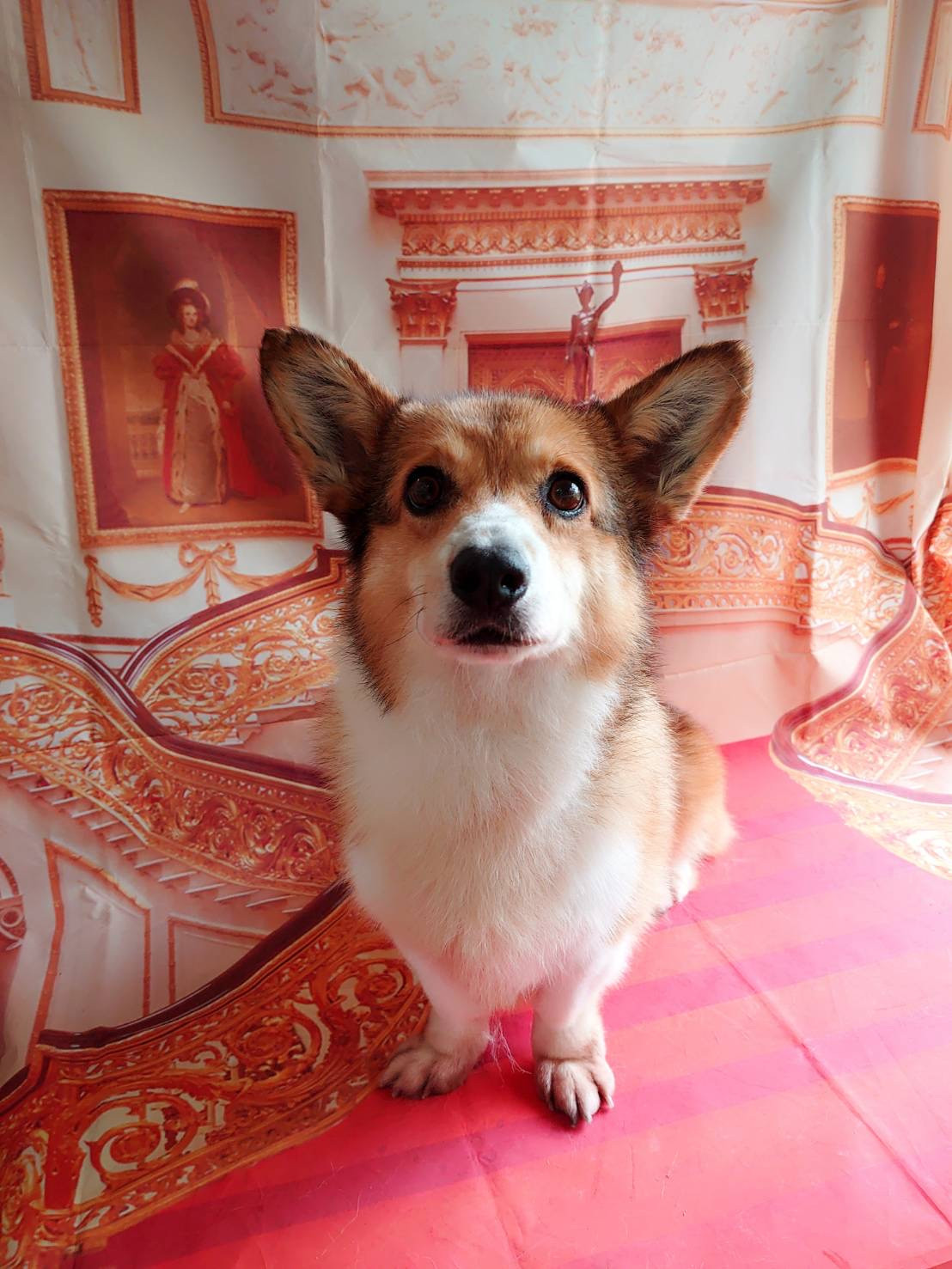 柴の義経ちゃん&コーギーのソラちゃん シャンプーコース お爪切り