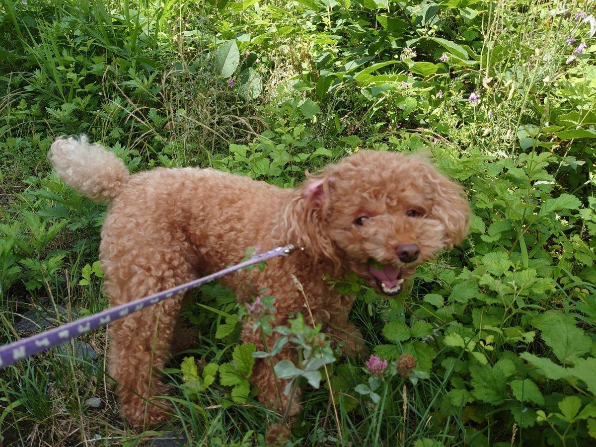 プードルの花ちゃん&空ちゃん&ももちゃん&みかんちゃん お泊まりの様子