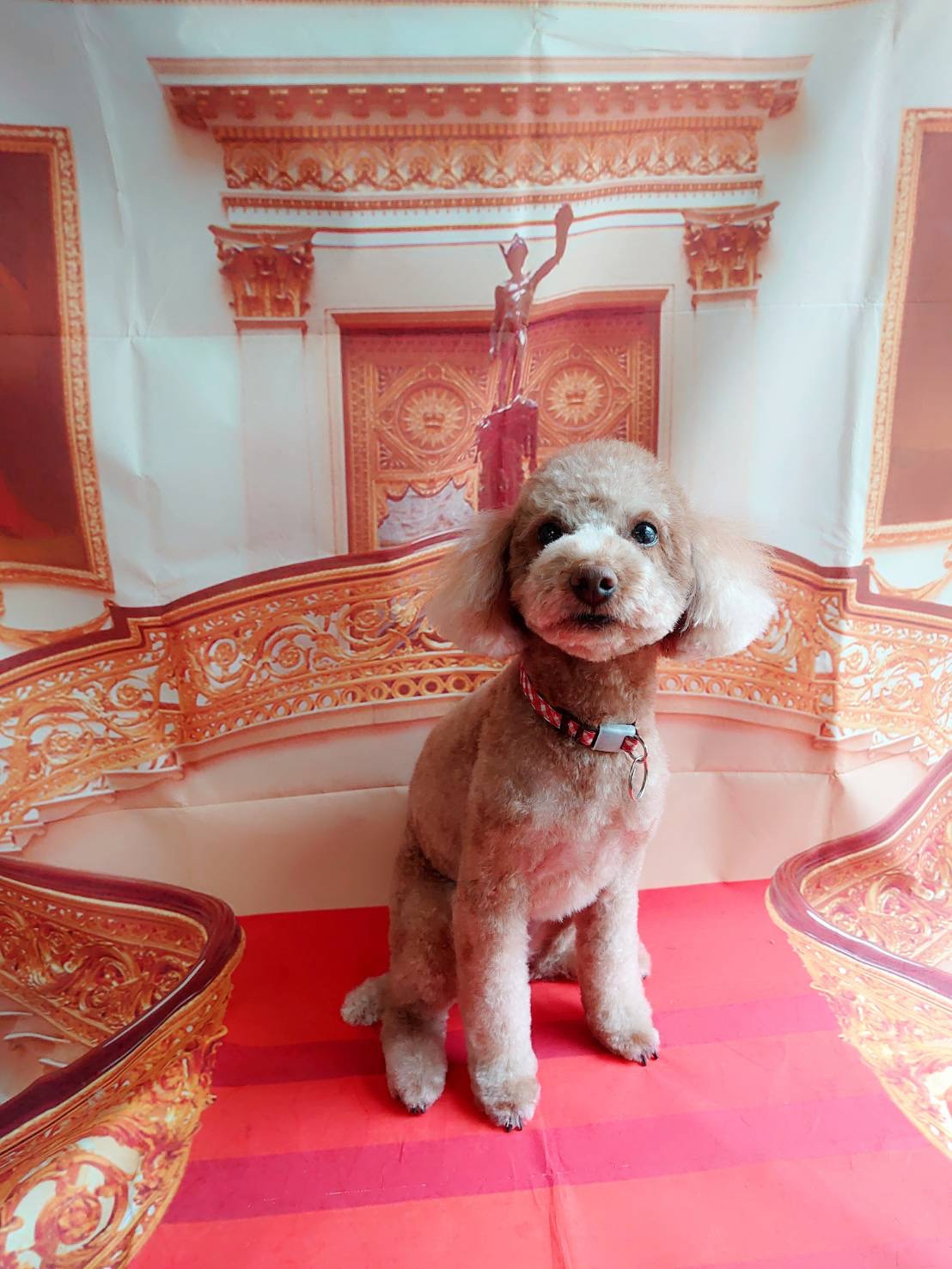 プードルのチョコちゃん トリミングコ ース