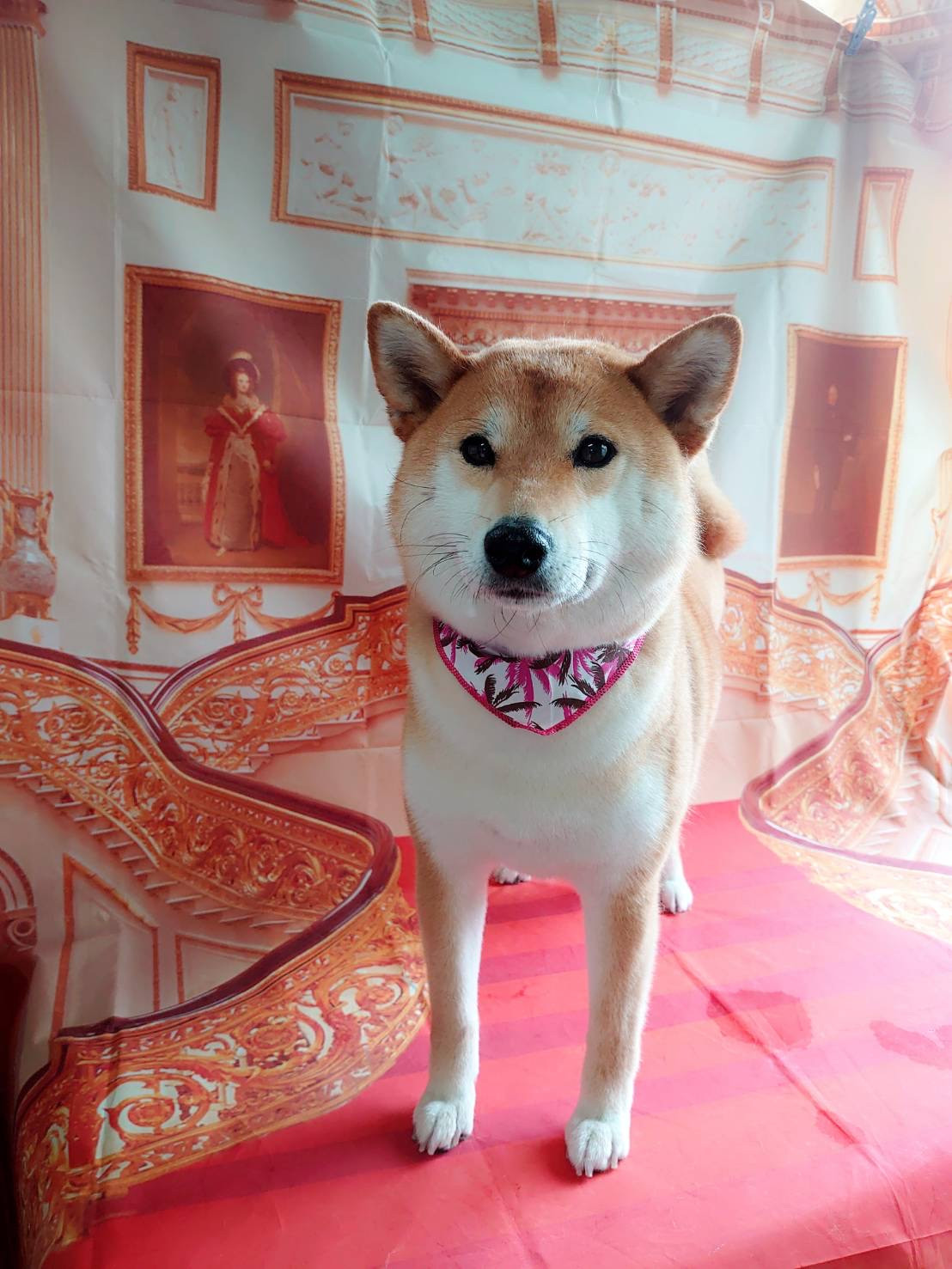 柴のりんちゃん グルーミングコース 部分カット