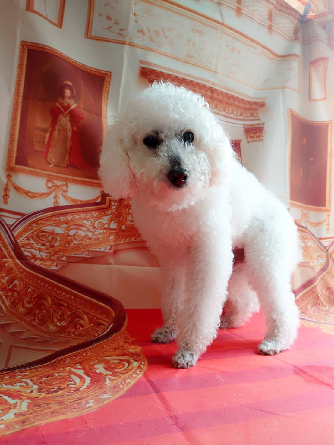 プードルのモコちゃん 足裏のカット