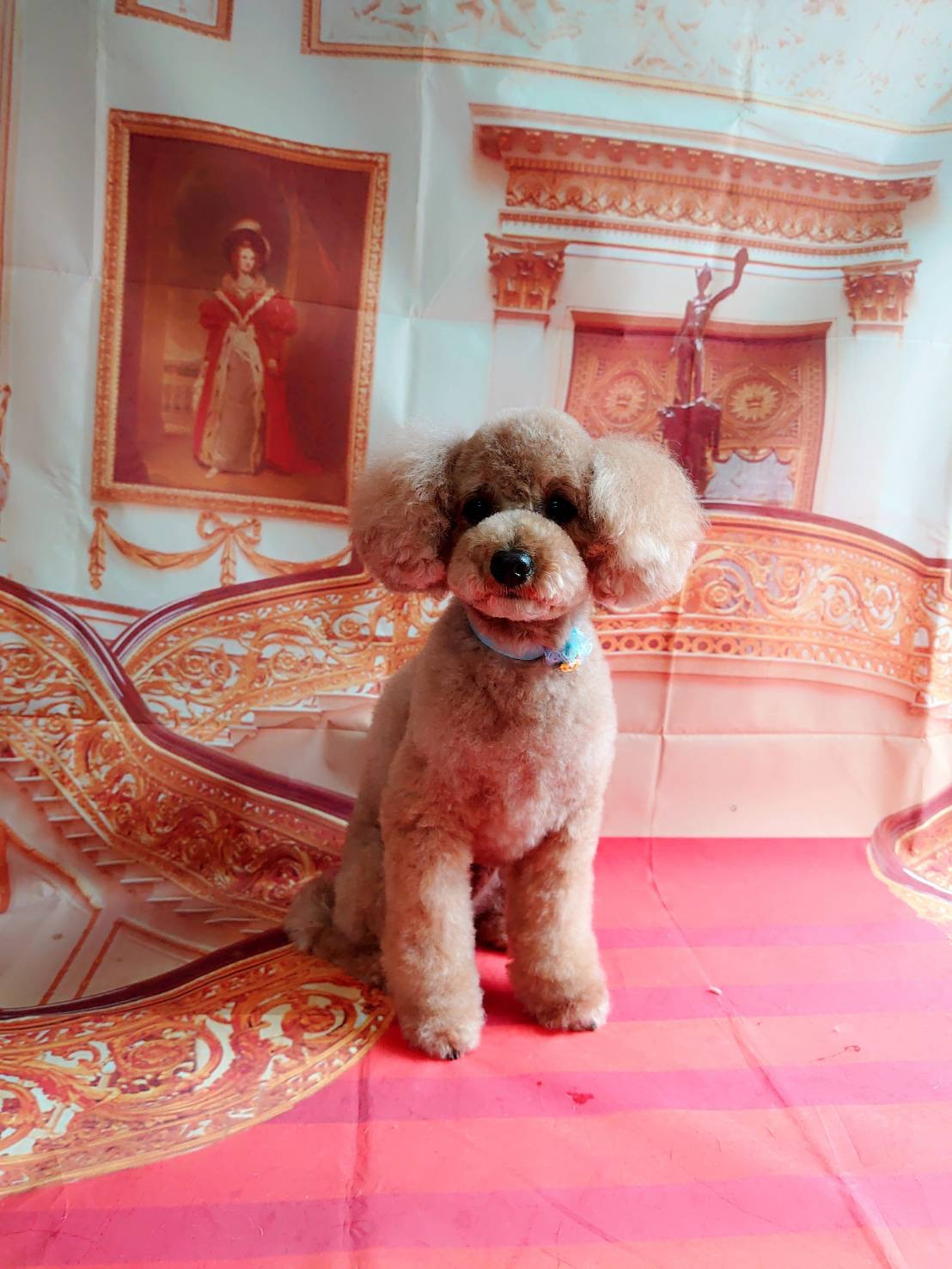 プードルのまるちゃん シャンプーコース 部分カット