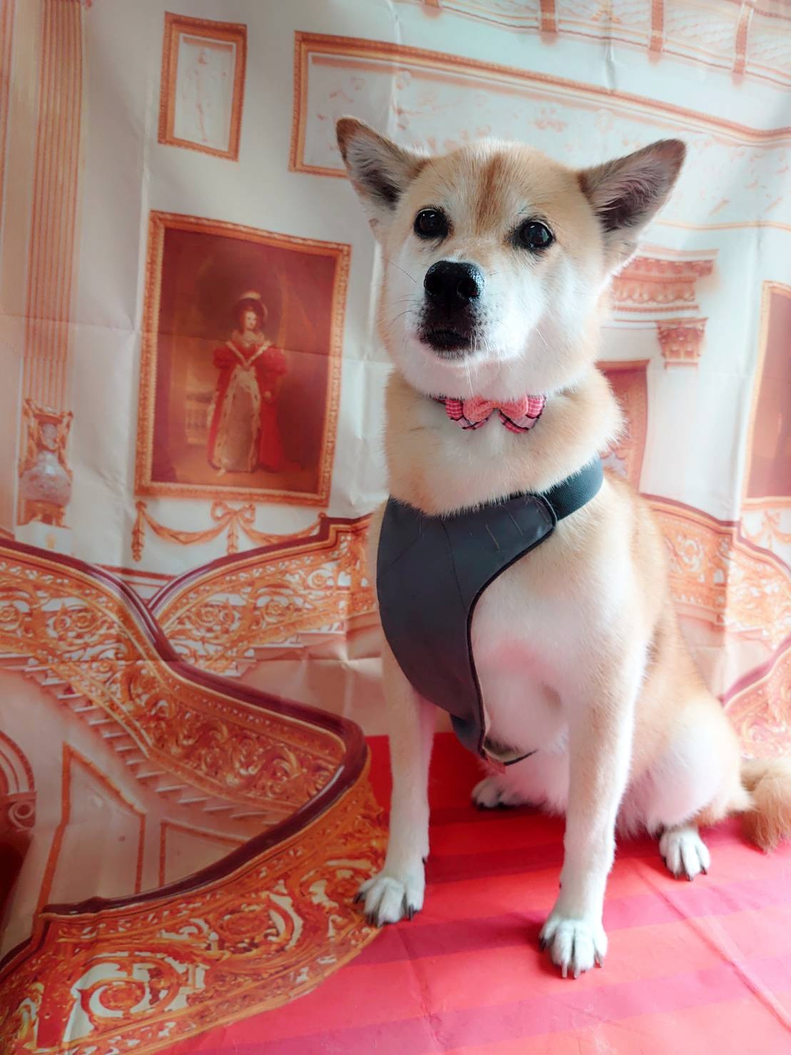 MIXのチョコちゃん シャンプーコース お爪切り