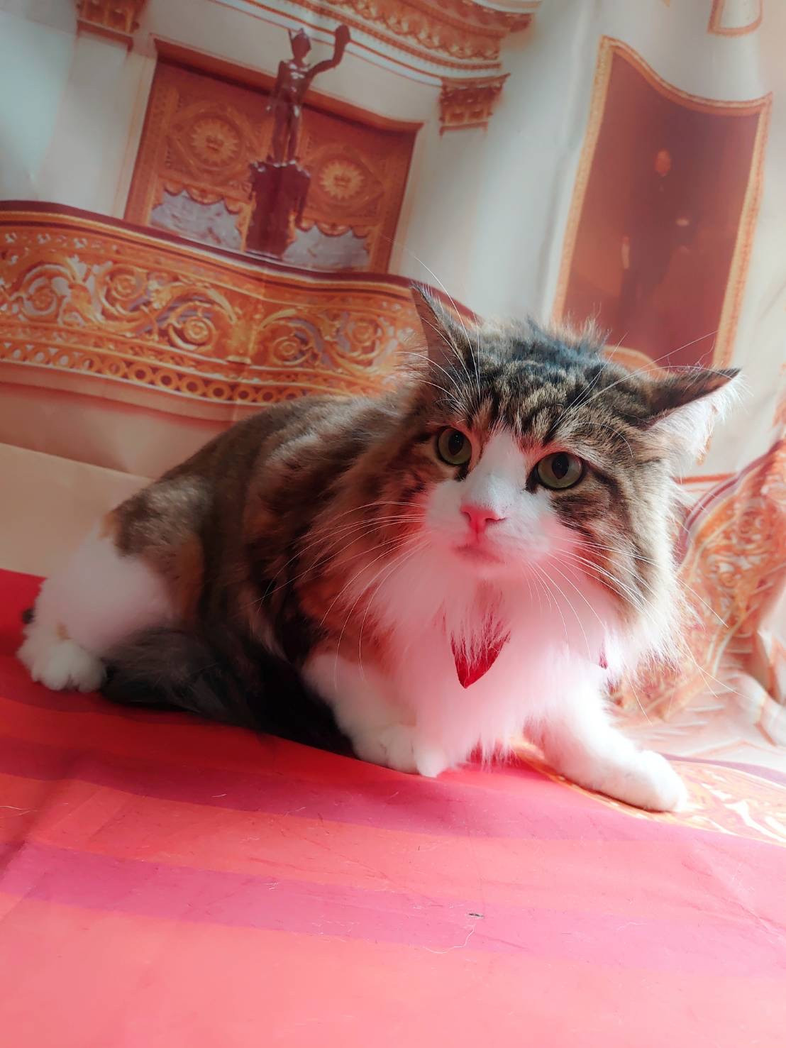 ノルウェージャンのミニョンちゃん お爪切り