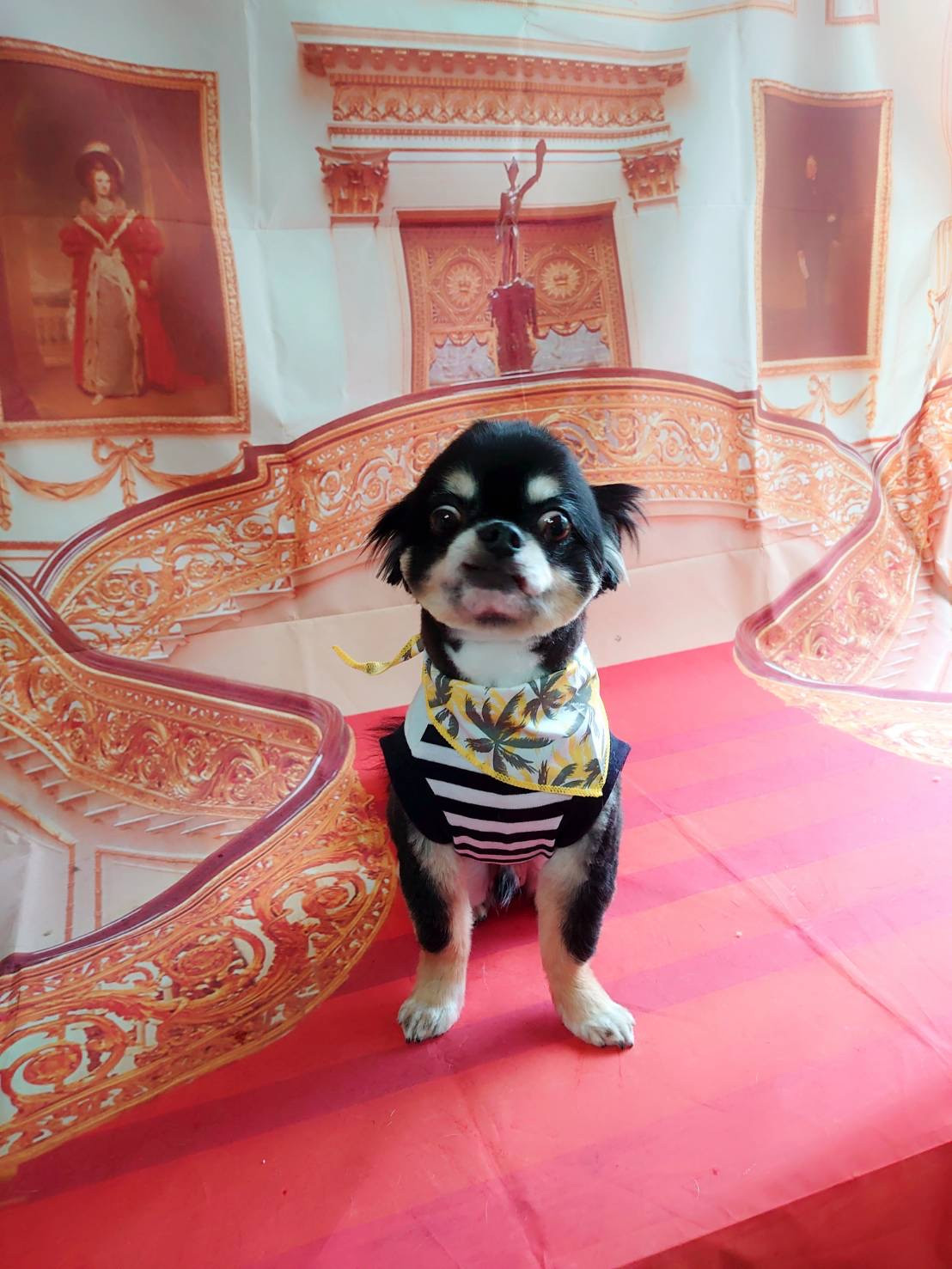 チワワのまろちゃん トリミングコース