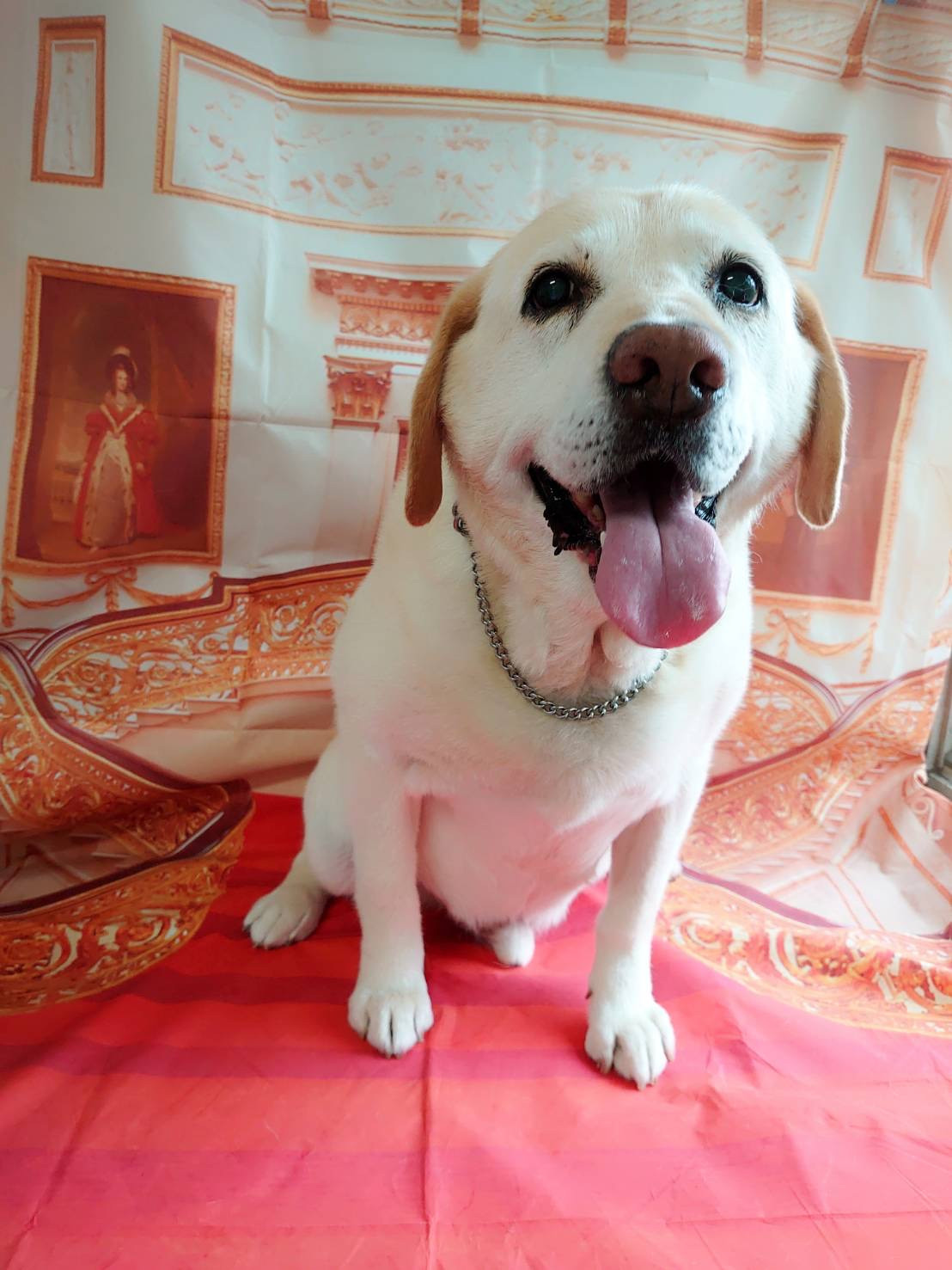 ラブラドールのヤマトちゃん グルーミングコース