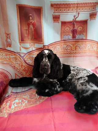 イングリッシュコッカーのWillちゃん　トリミングコース