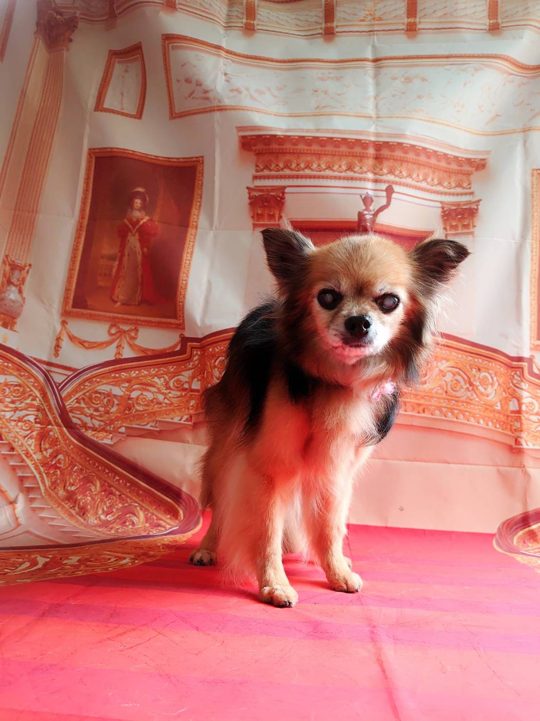 チワワのチョコちゃん グルーミングコース デンタル