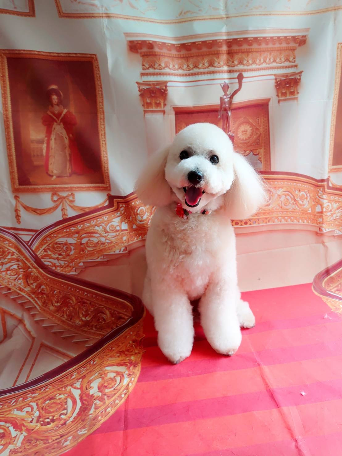 プードルの空ちゃん グルーミングコース 部分カット