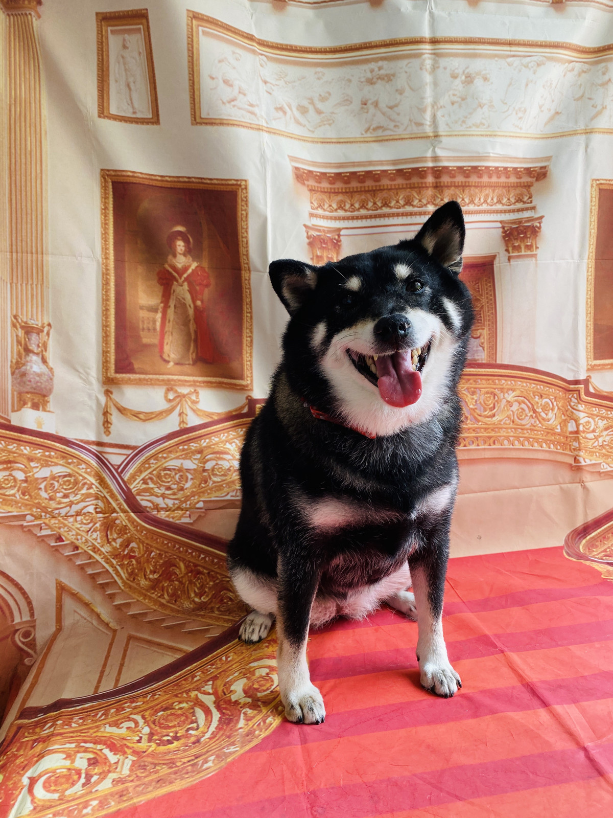 柴のりんちゃん グルーミングコース