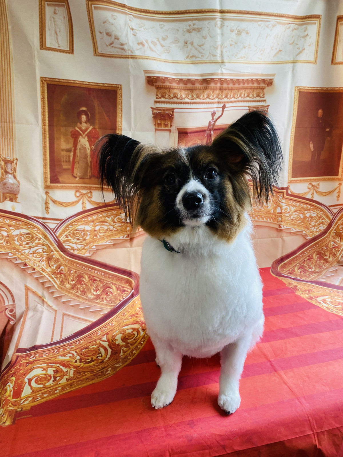 パピヨンのキラちゃん トリミングコース