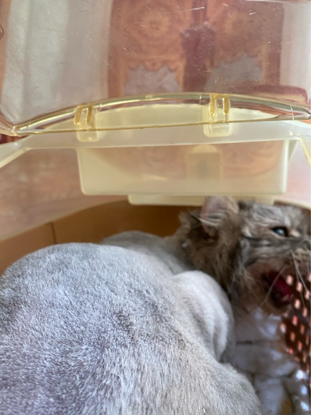 アメリカンカールのふうたちゃん トリミングコース