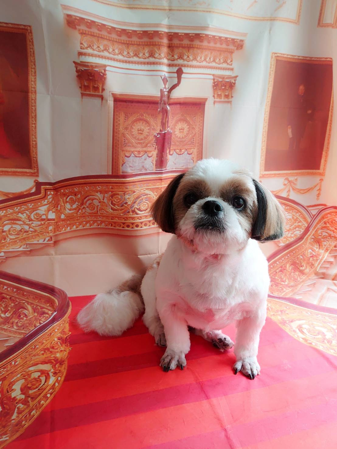 シーズーの空太ちゃん トリミングコース