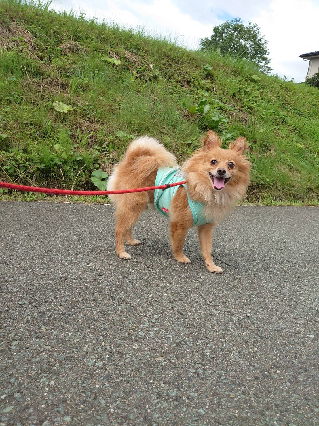 MIXのハッピーちゃん お泊まりの様子