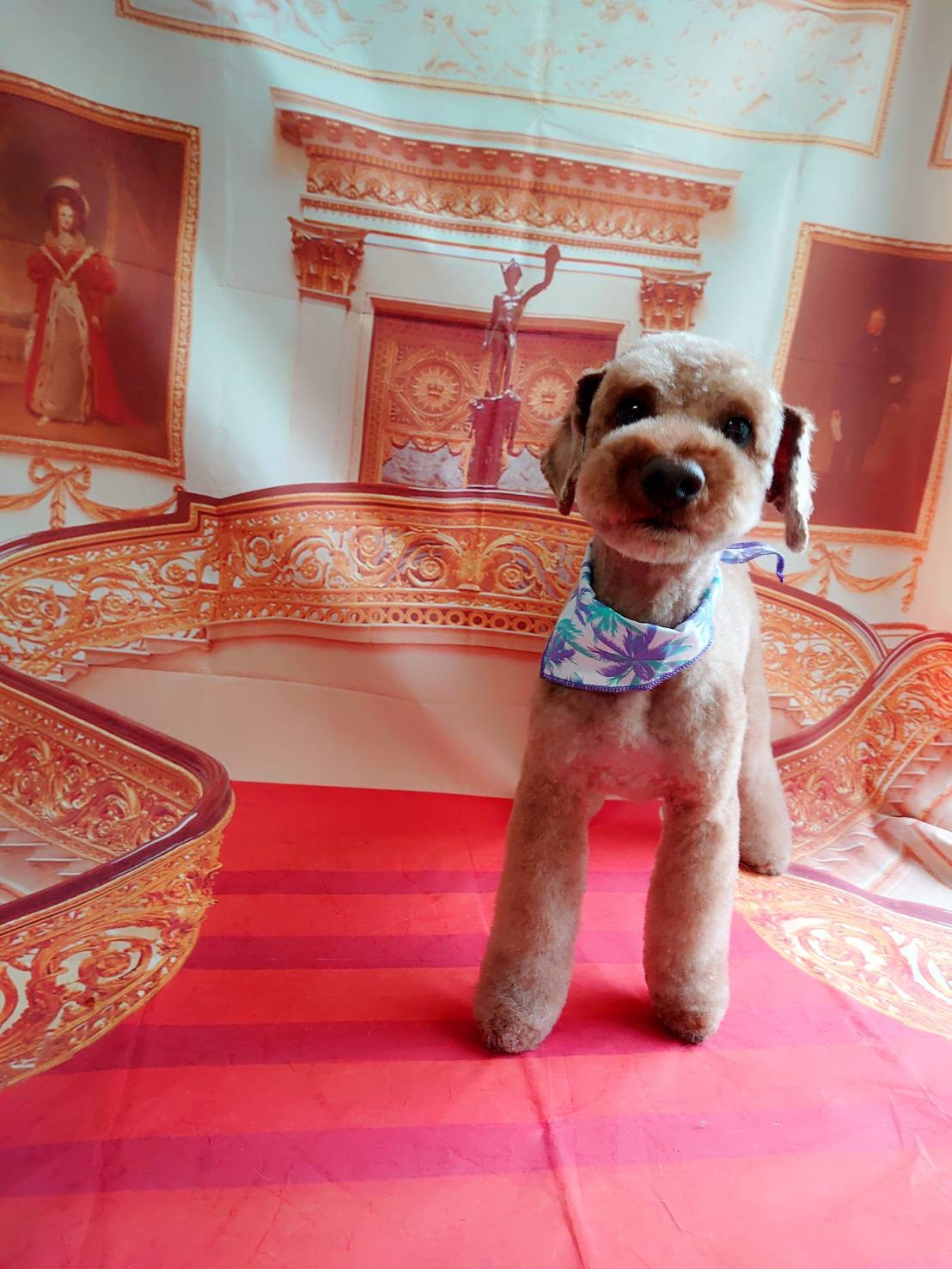 プードルのぷーのすけちゃん トリミングコース