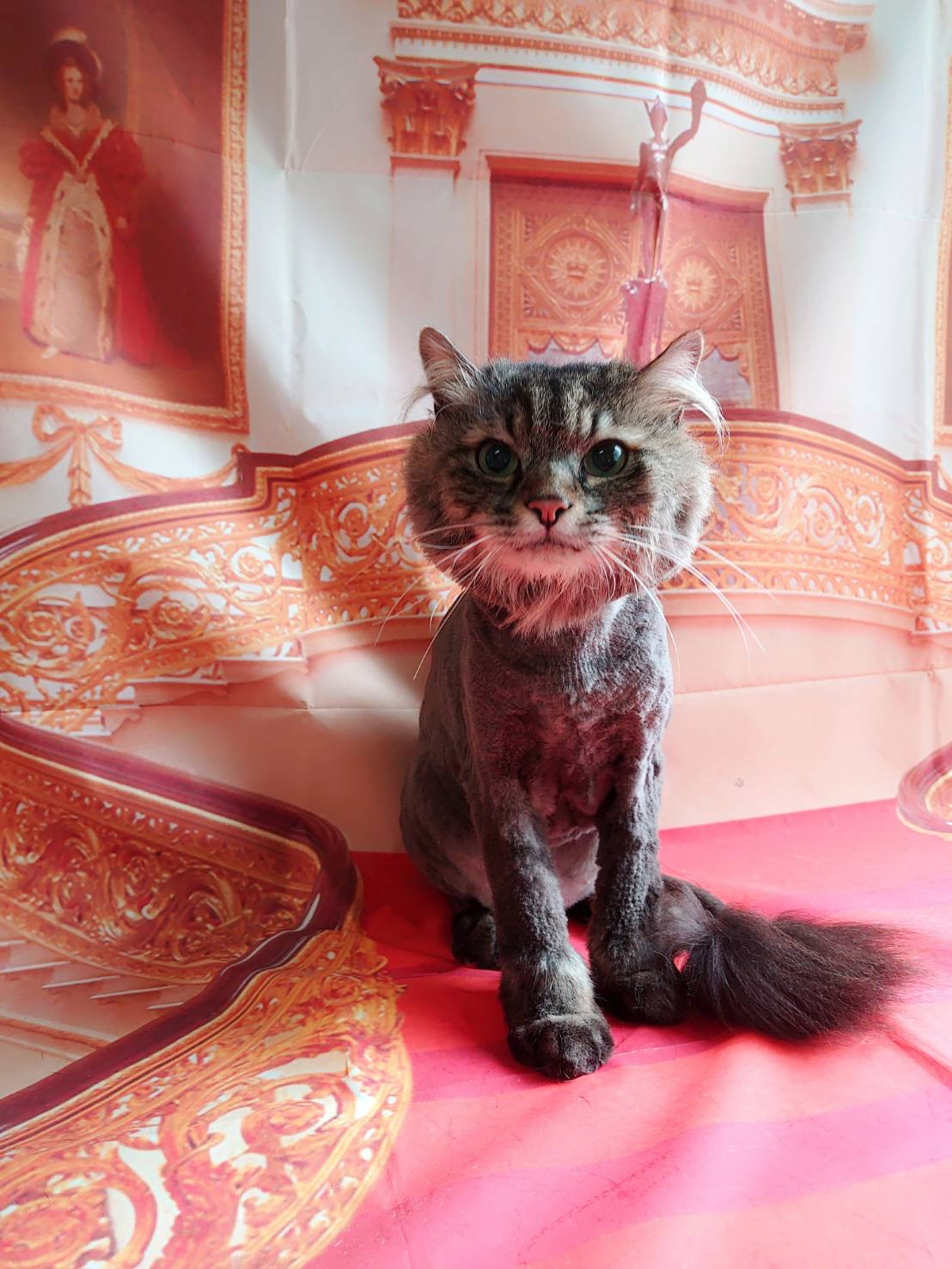 猫のレオンちゃん&紫苑ちゃん トリミングコース