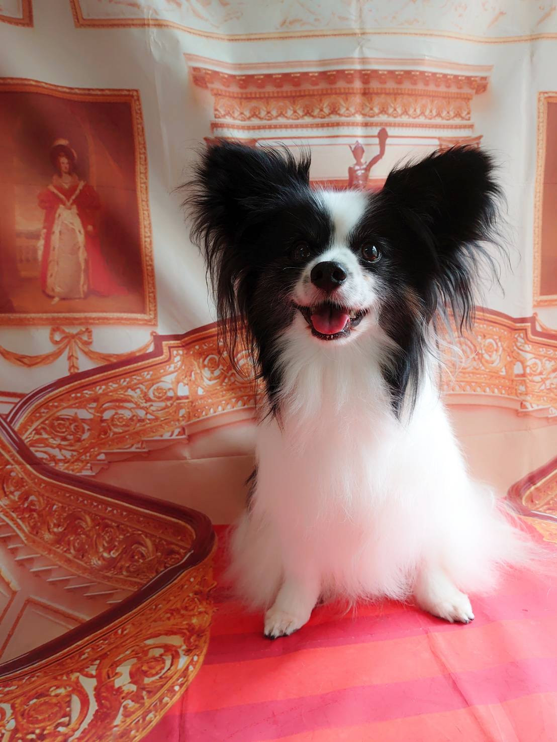 パピヨンの叶多ちゃん&風太ちゃん グルーミングコース オプションコース