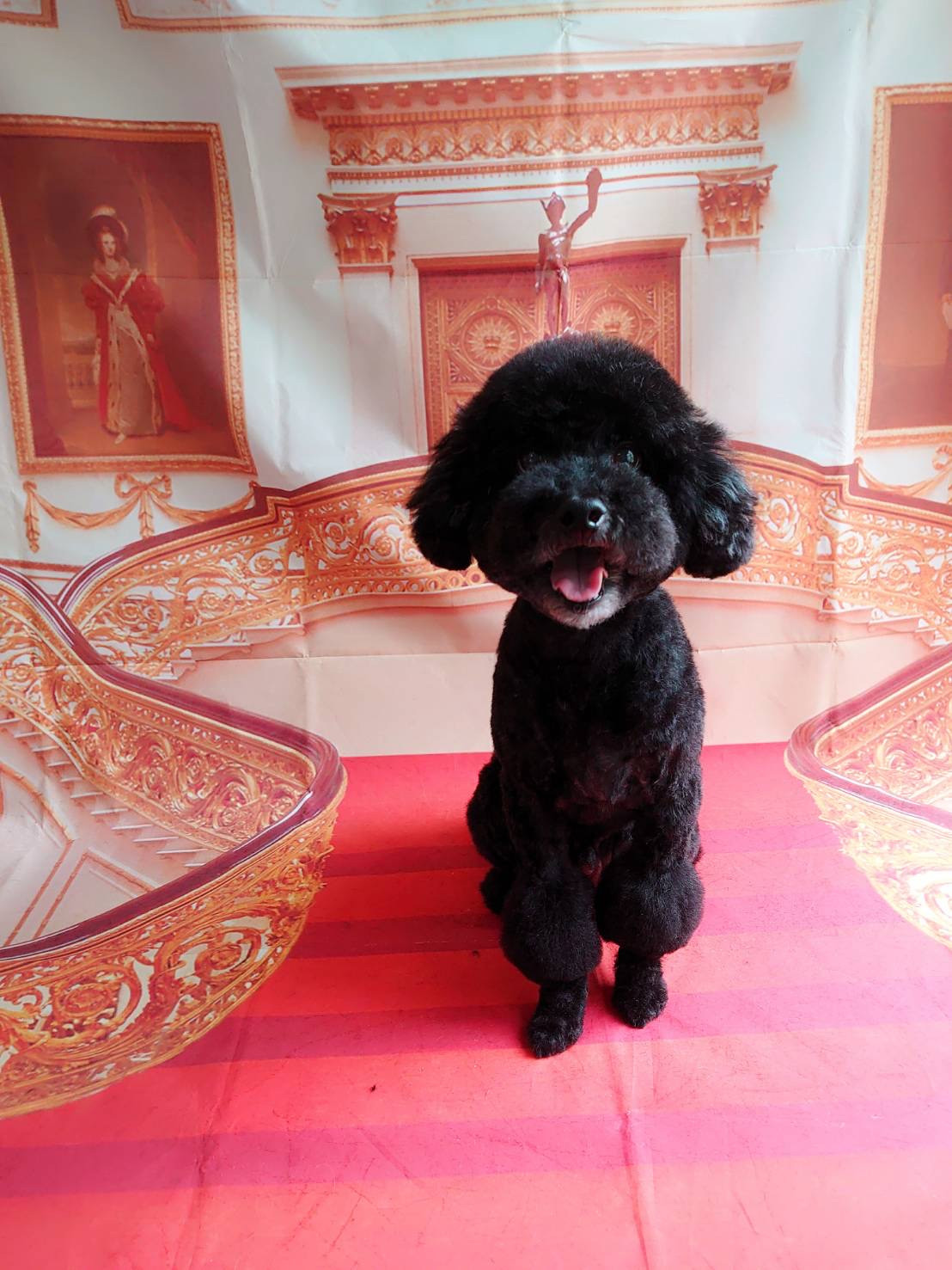 プードルのクールちゃん トリミングコ ース