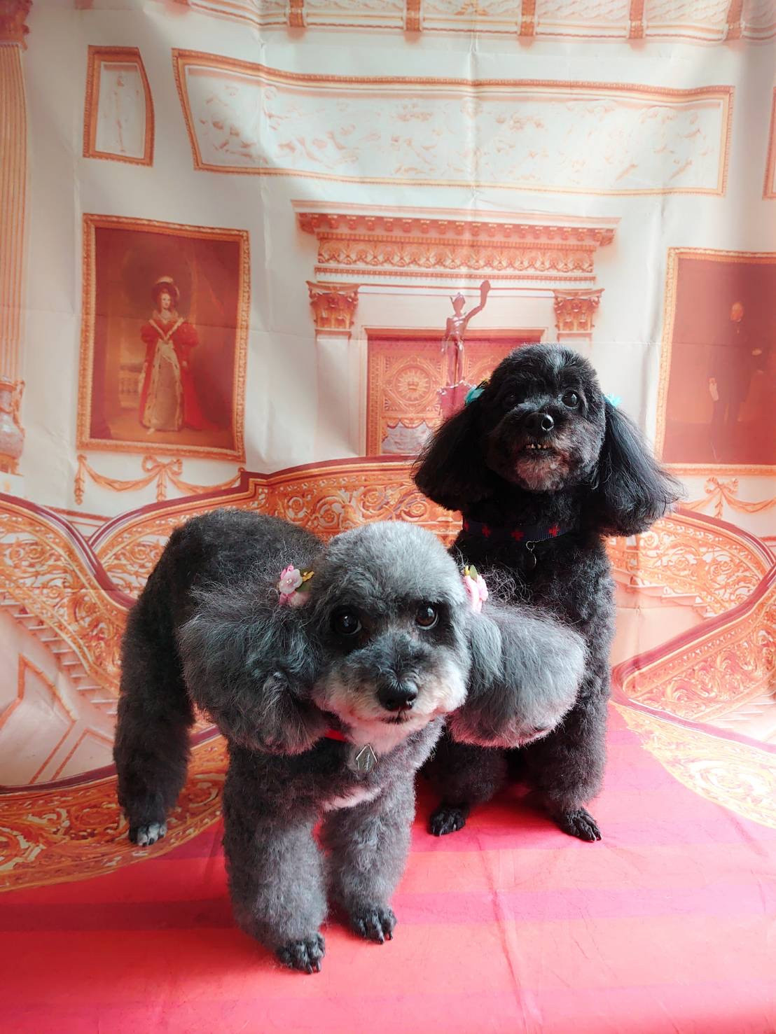 プードルのビビアンちゃん&ココちゃん グルーミングコース 部分カット デン タル