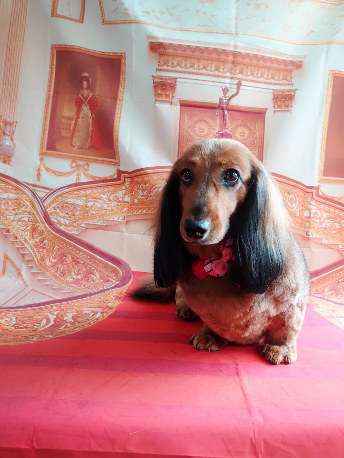 ダックスのメルちゃん トリミングコース