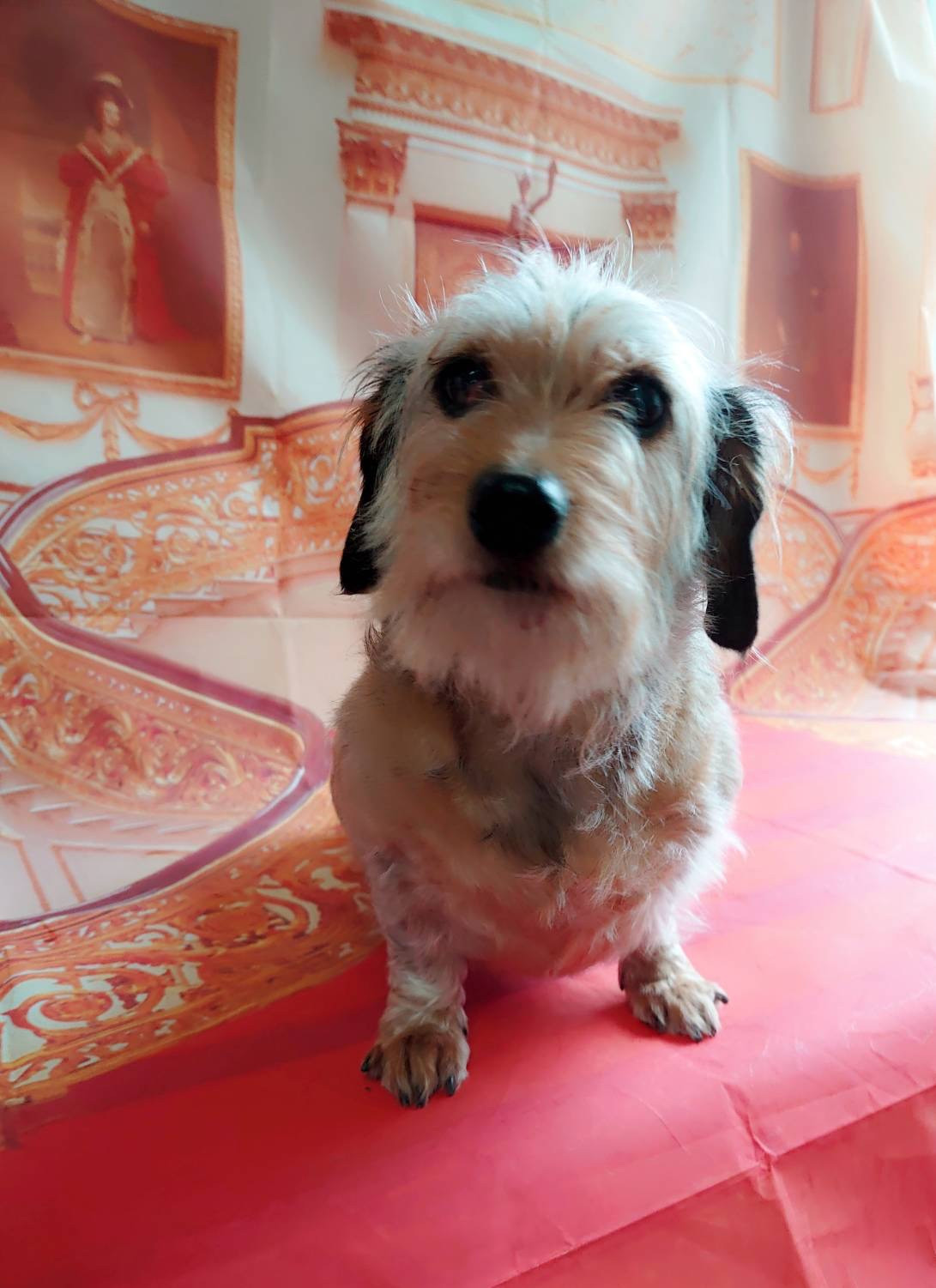 ワイヤーダックスのランちゃん お爪切り