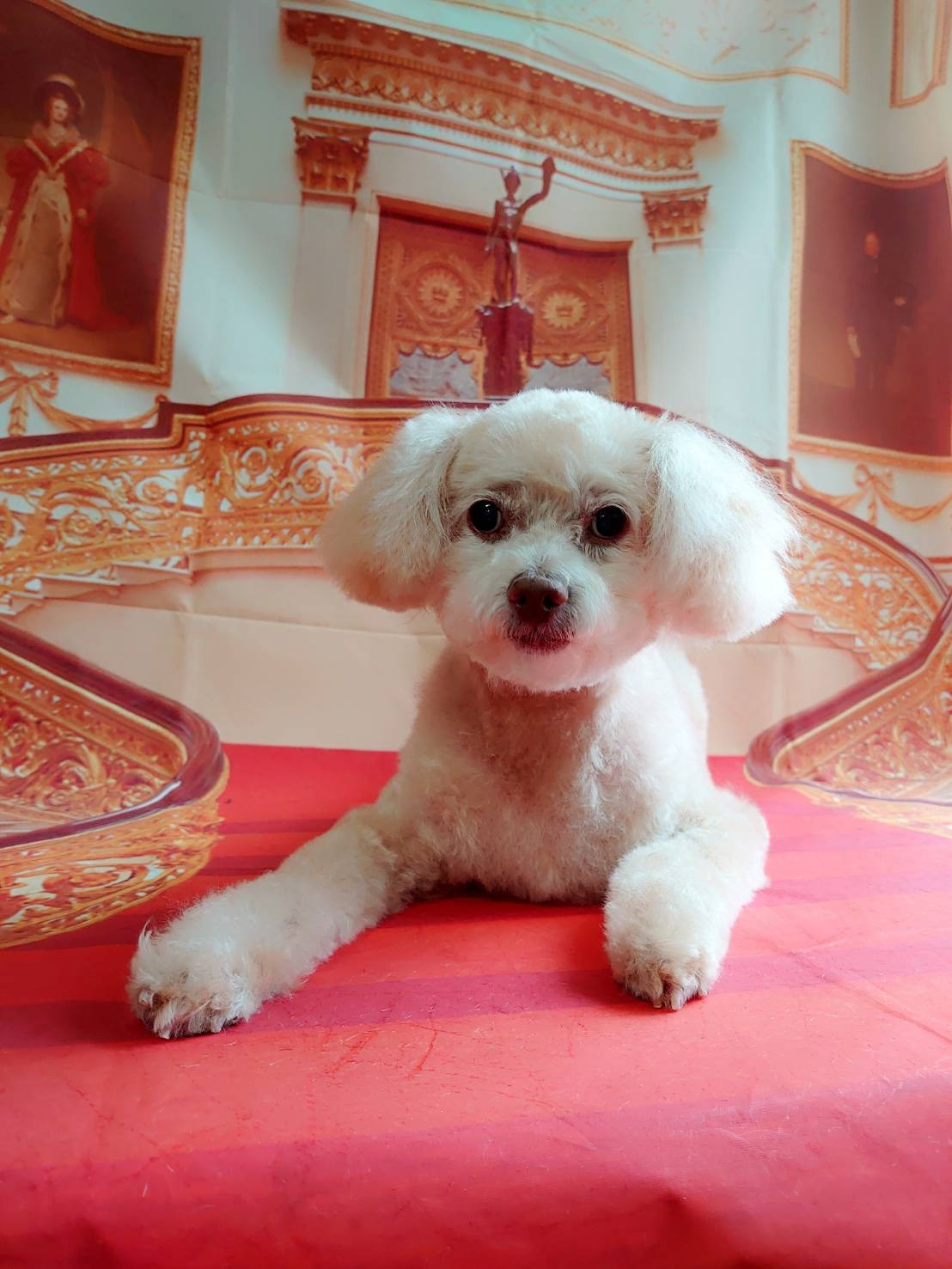 プードルのマロンちゃん トリミングコ ース