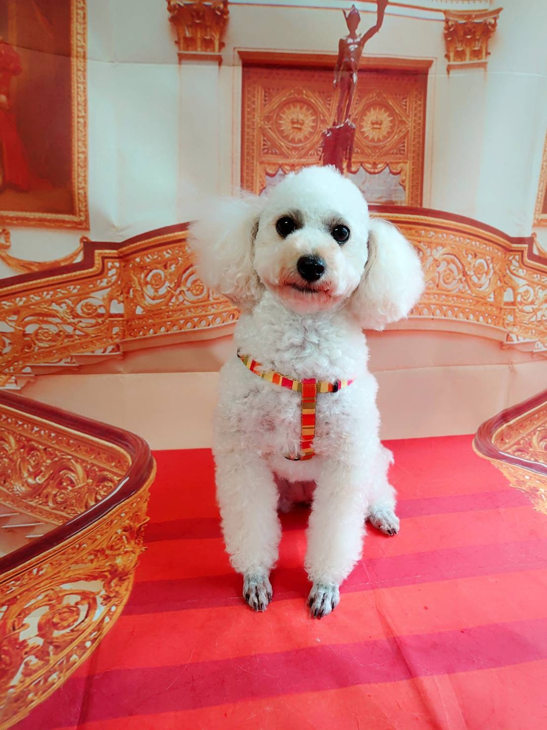 プードルのきなこちゃん お爪切り 部分カット