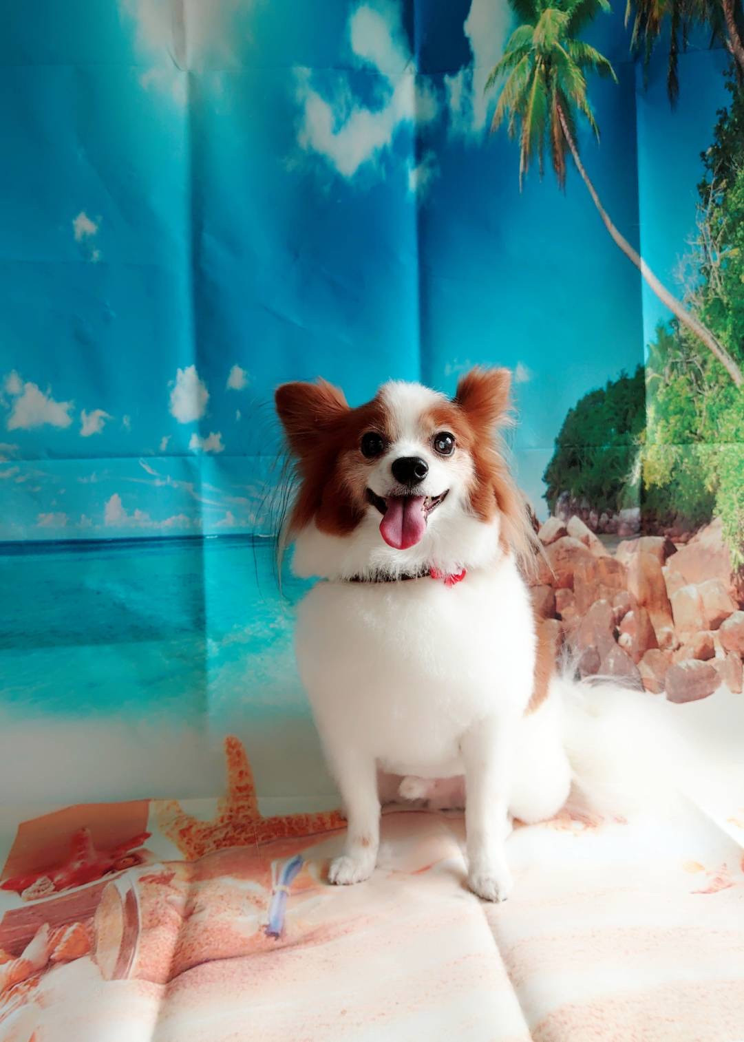 パピヨンのライムちゃん グルーミングコース 部分カット