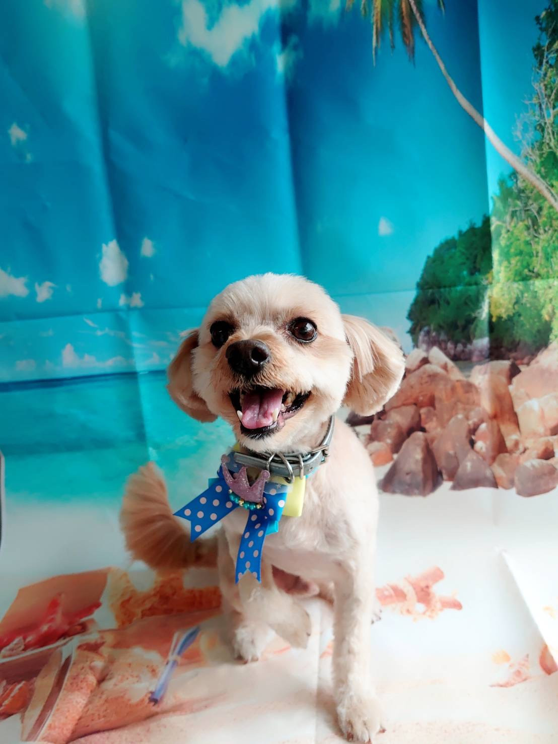 プードル×チワワのぎんじちゃん トリミングコース