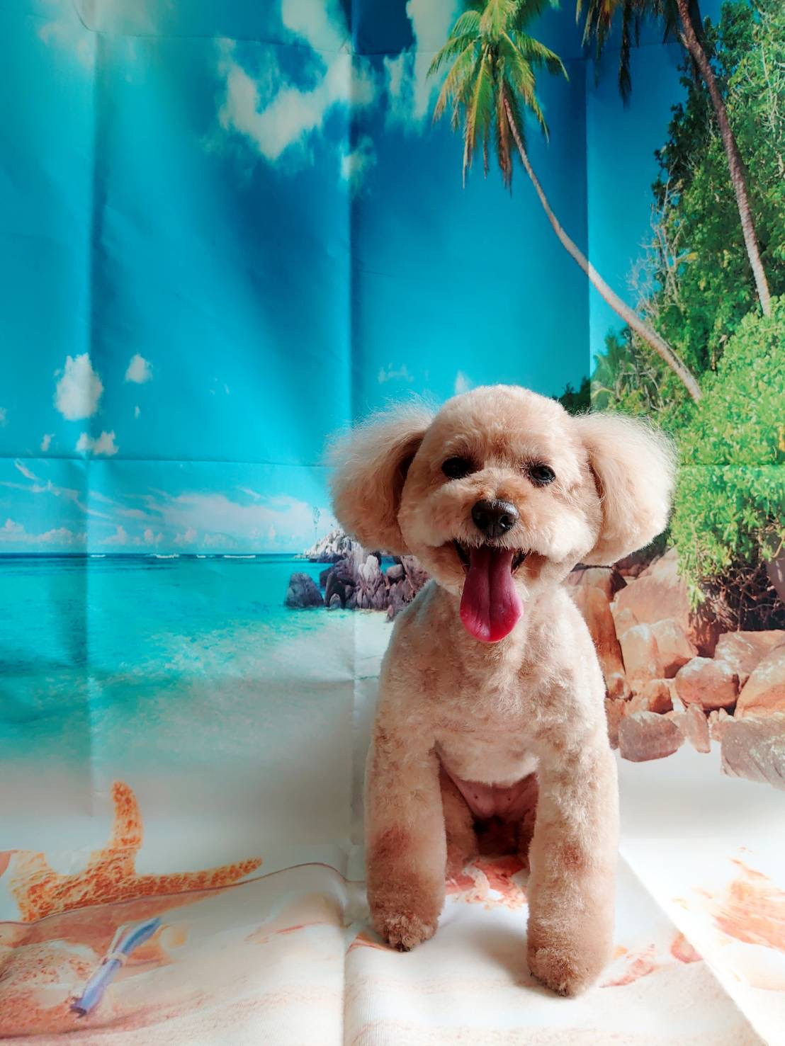 プードルのフランちゃん トリミングコ ース