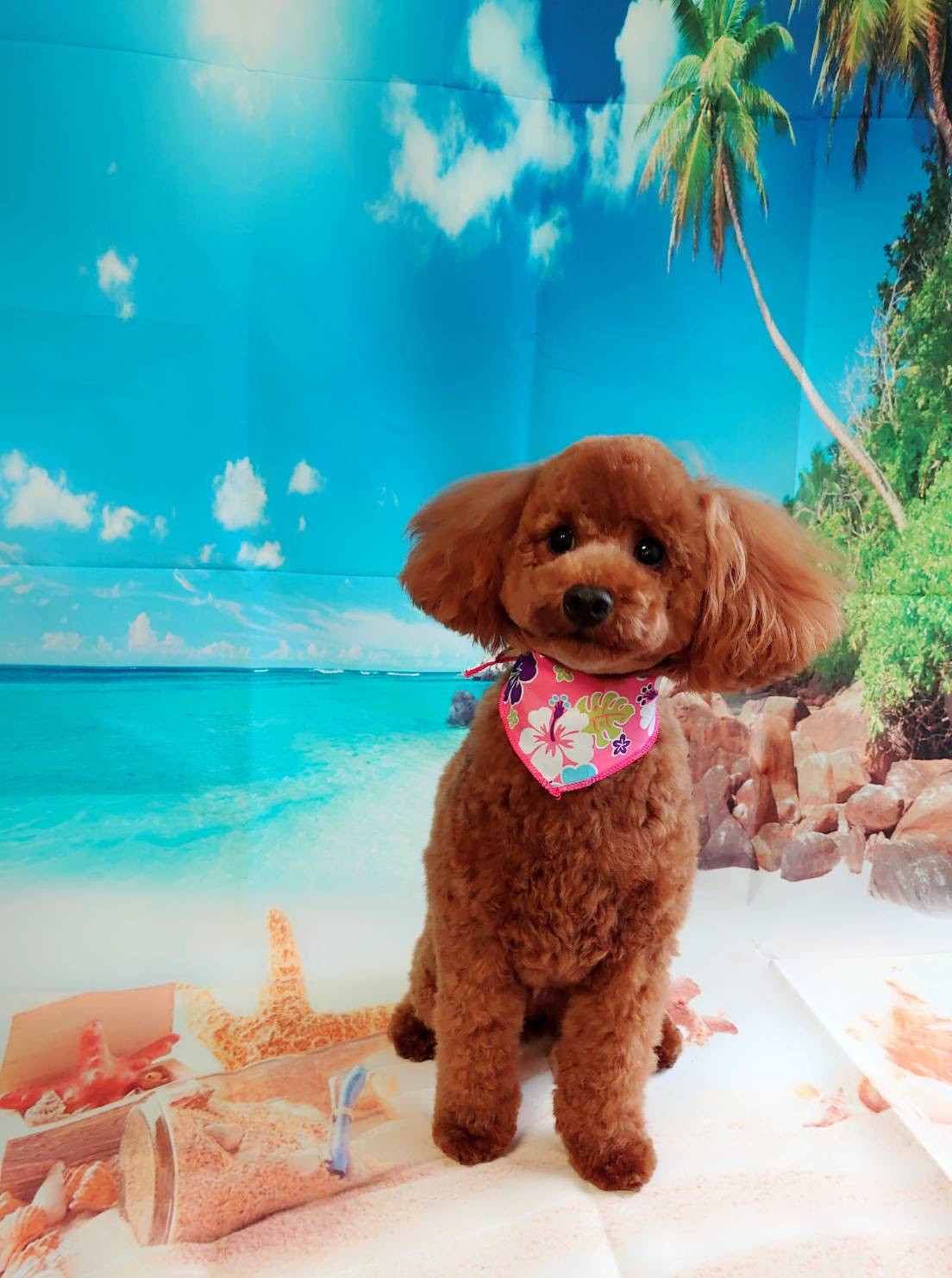 プードルのライナーちゃん グルーミングコース 部分カット