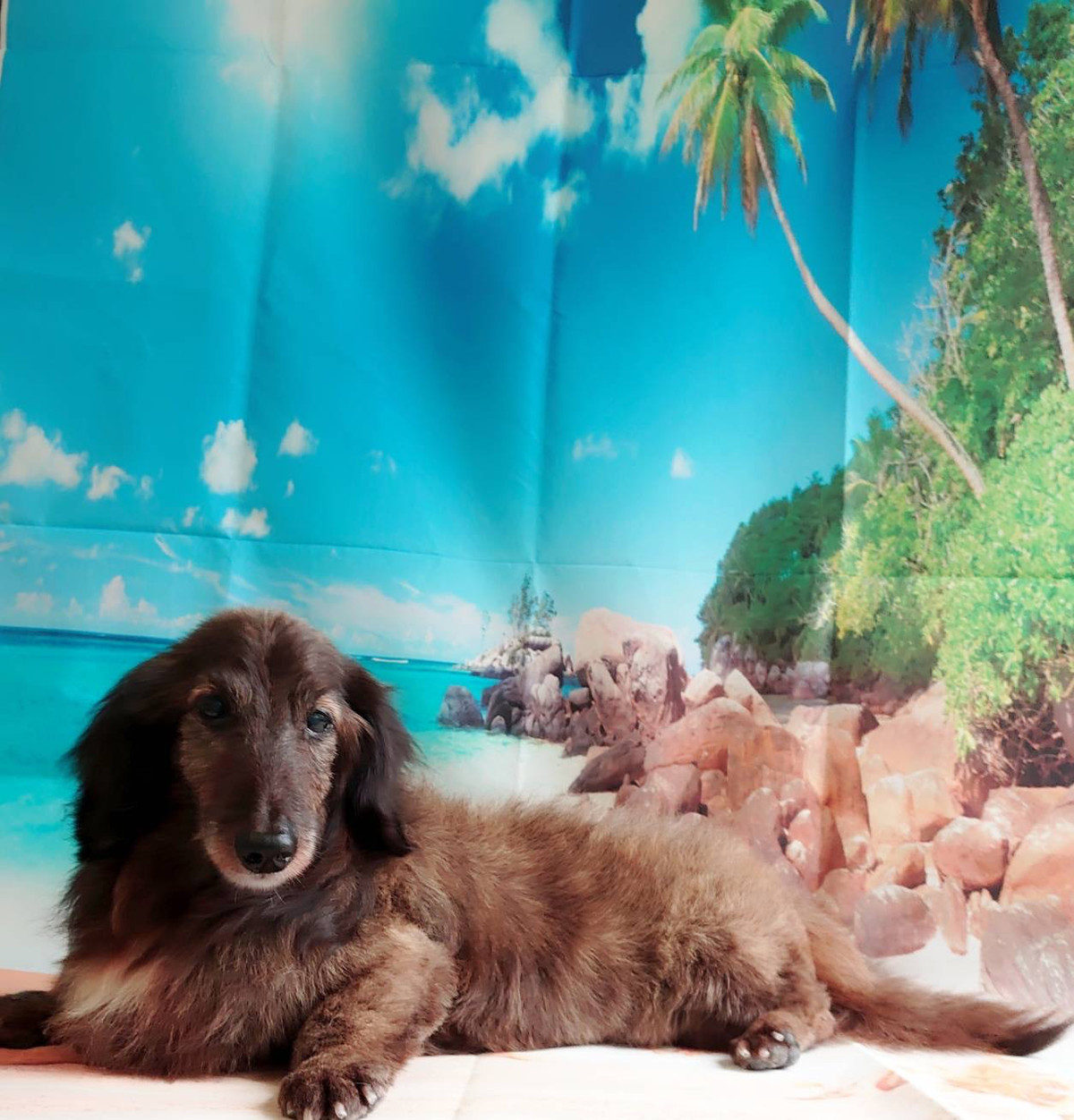 ダックスのマイロちゃん グルーミングコース