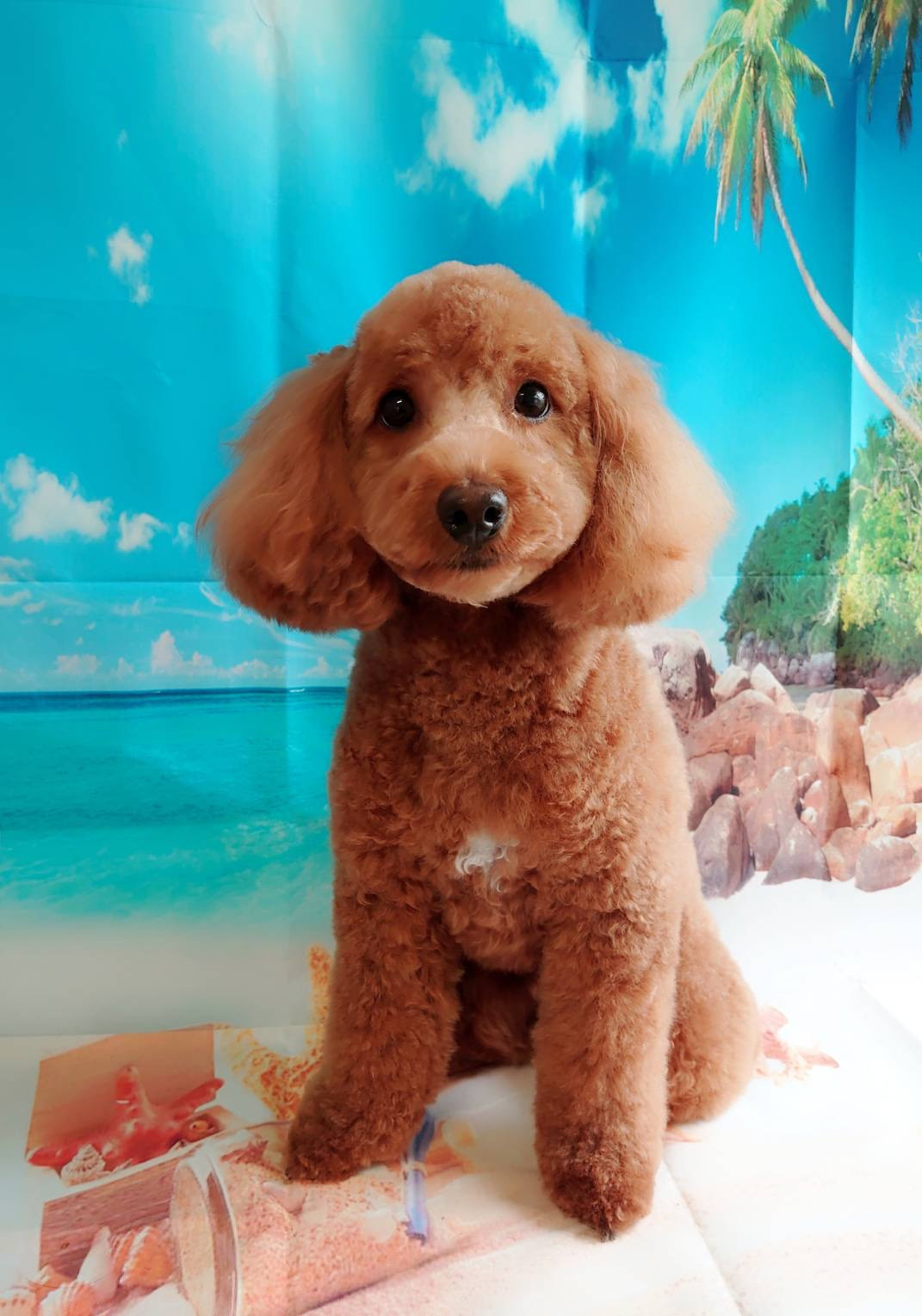 プードルのレオちゃん グルーミングコース 部分カット