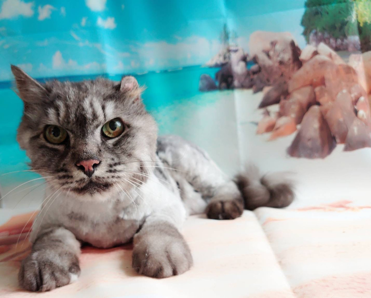 猫のクロっちちゃん トリミングコース