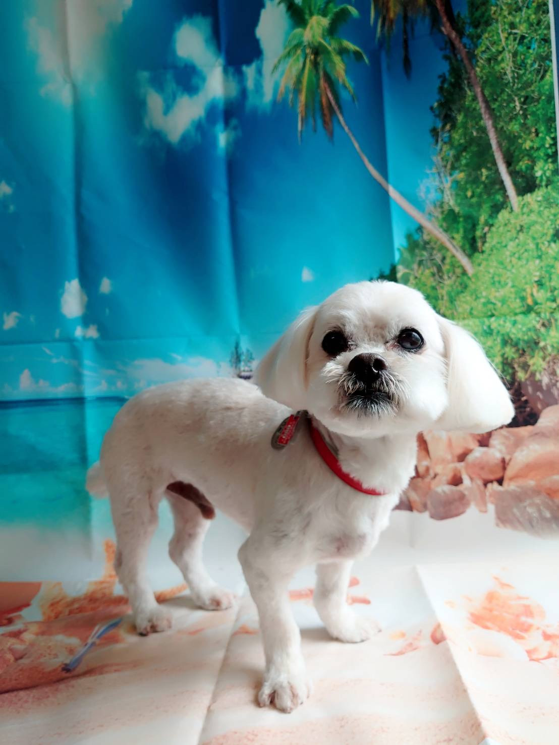 MIXのくっきーちゃん トリミングコース