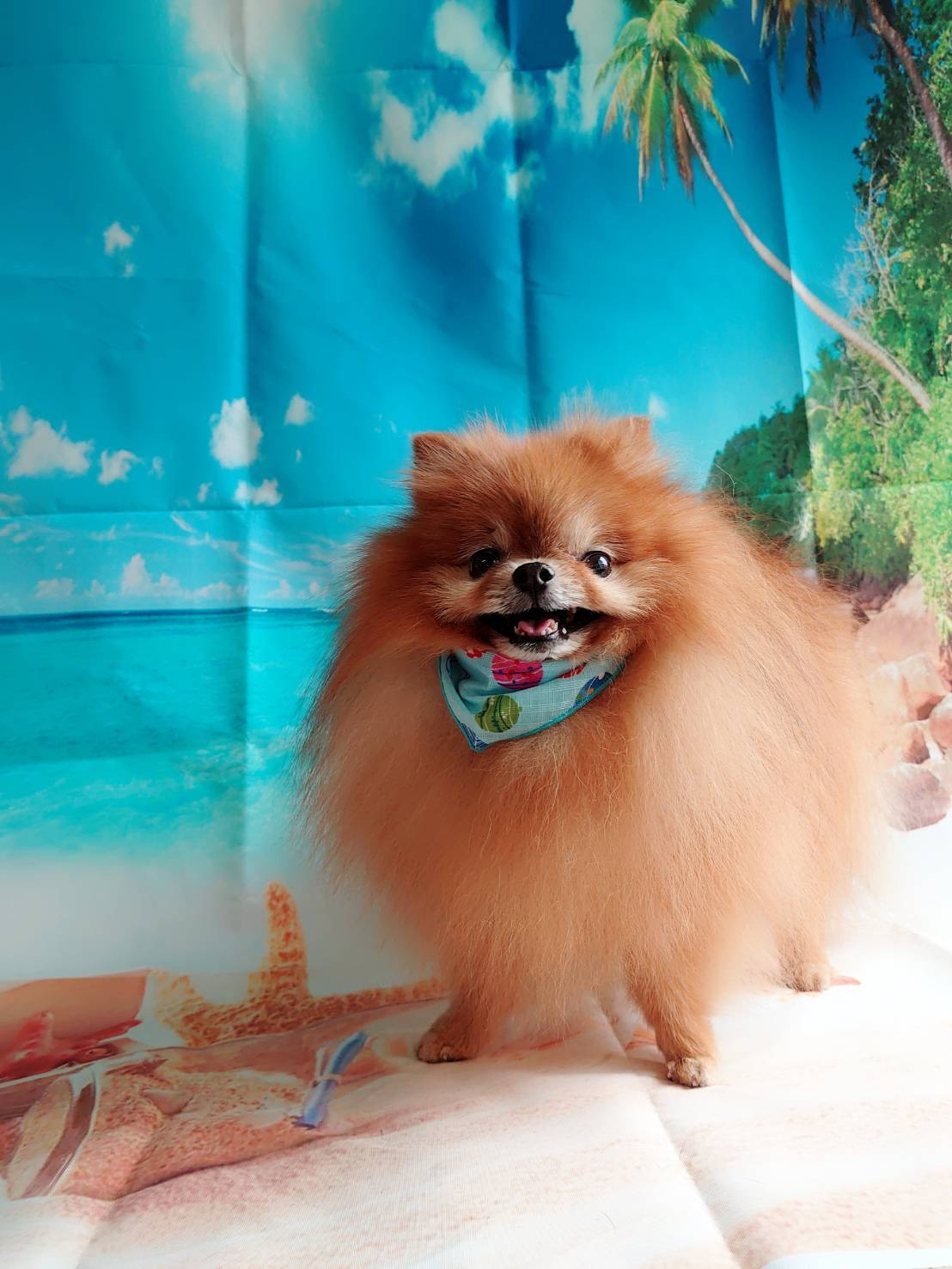 ポメラニアンのチャイちゃん グルーミングコース 部分カ ット