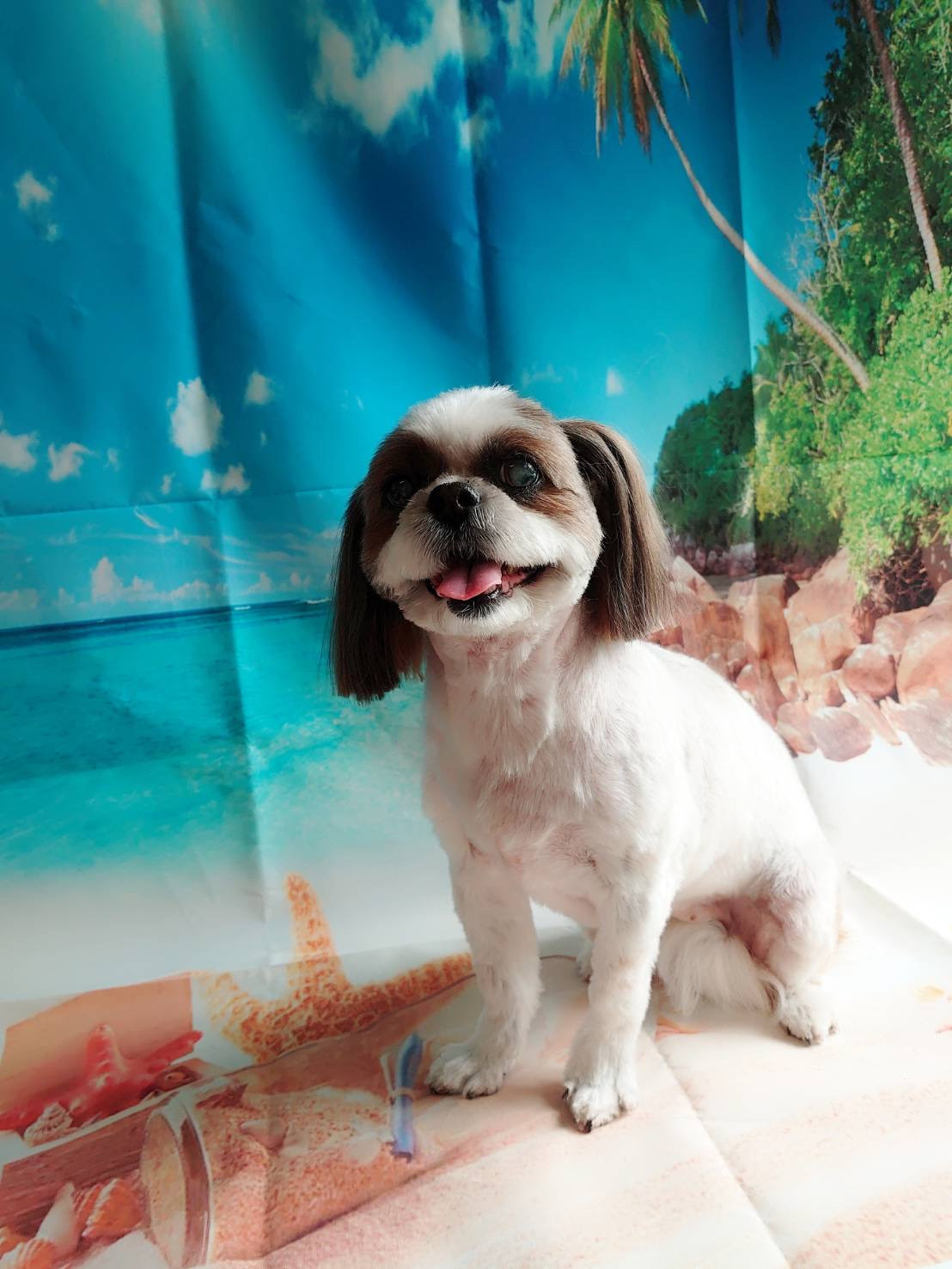 シーズーのモモちゃん トリミングコース