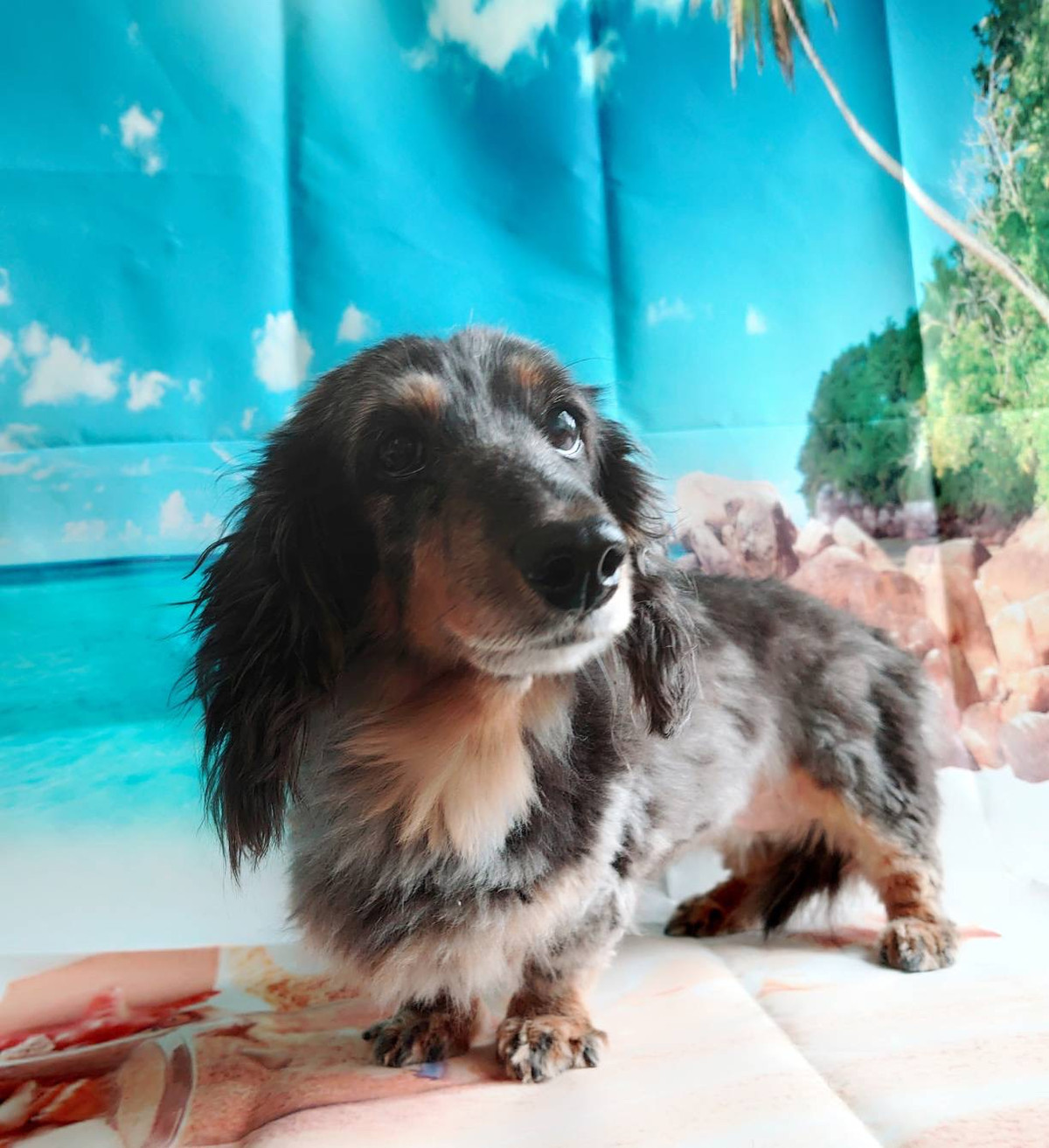 ダックスのチャッコちゃん お爪切り